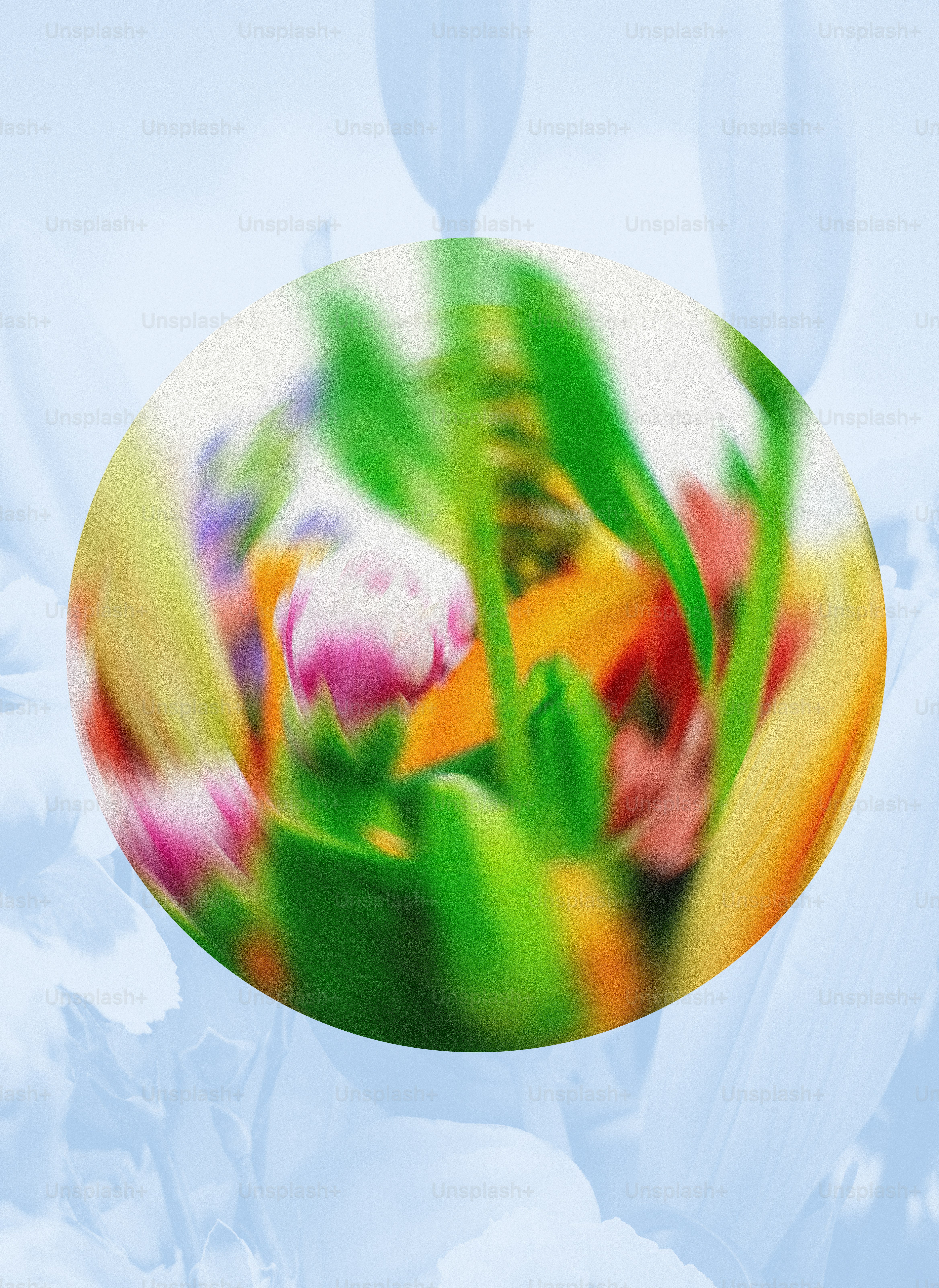 Images de Fleur Ronde | Téléchargez des images gratuites sur Unsplash