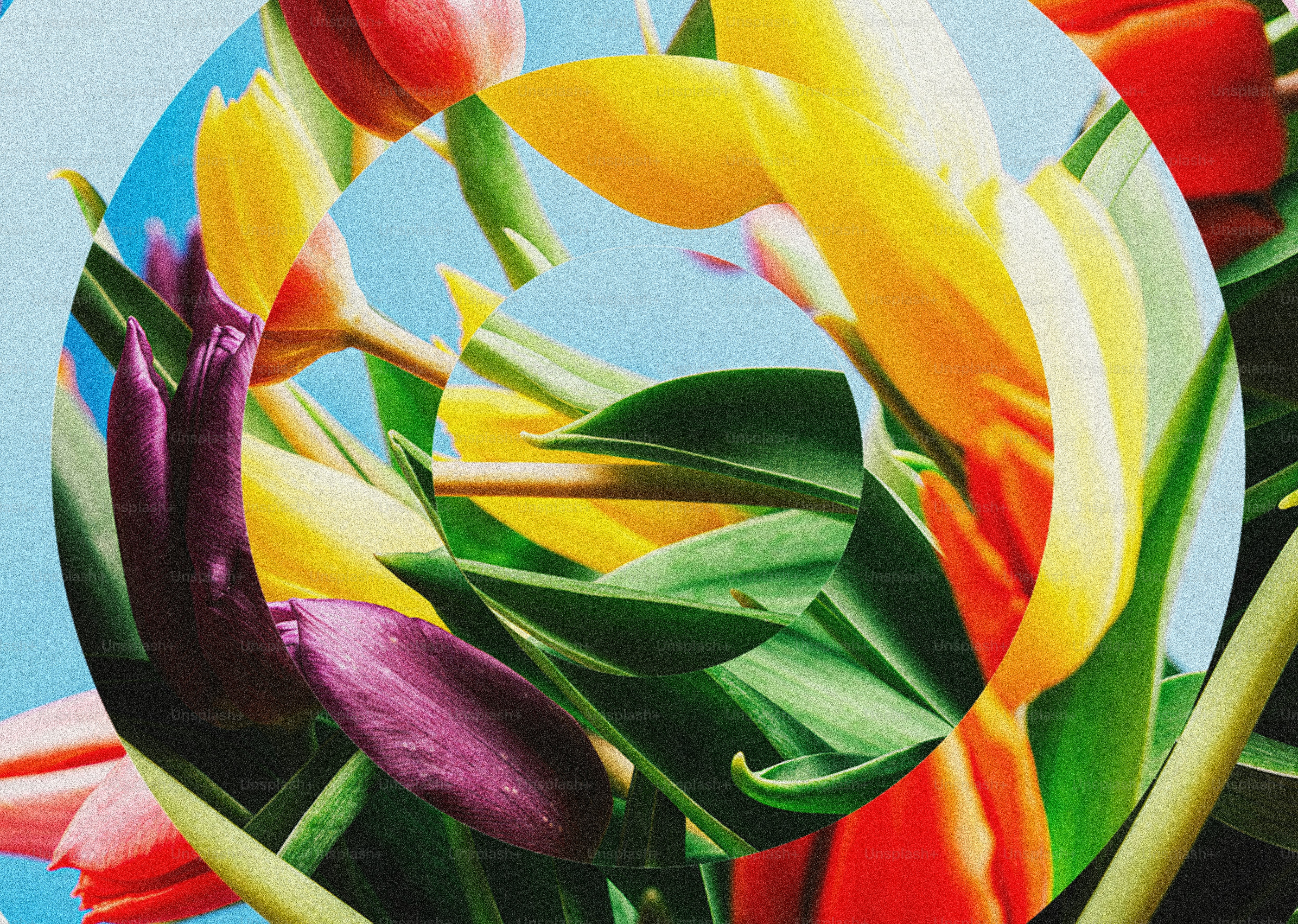 Colorful tulips bloom against a bright blue sky.