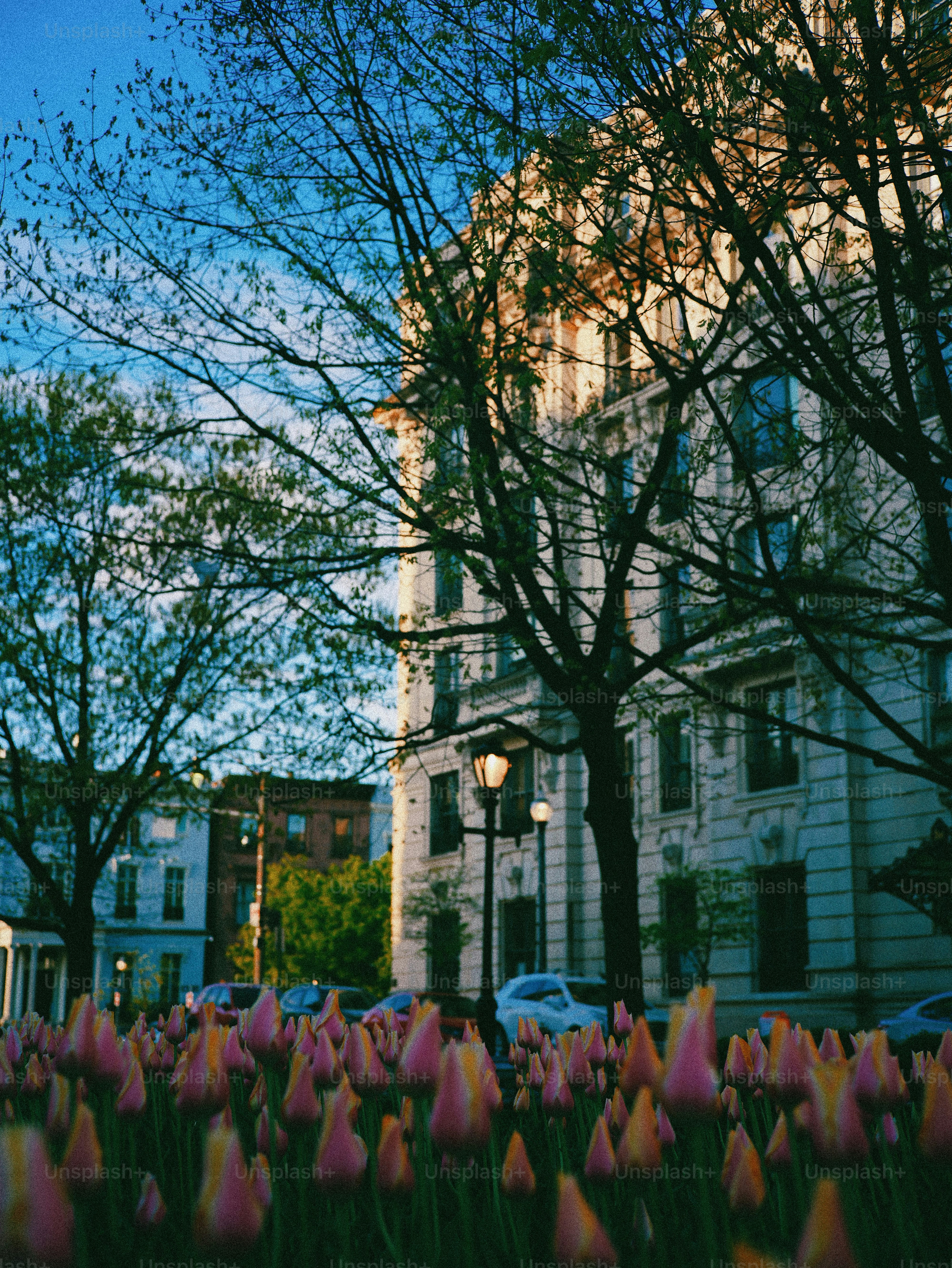 Tulips bloom in front of a building with trees.