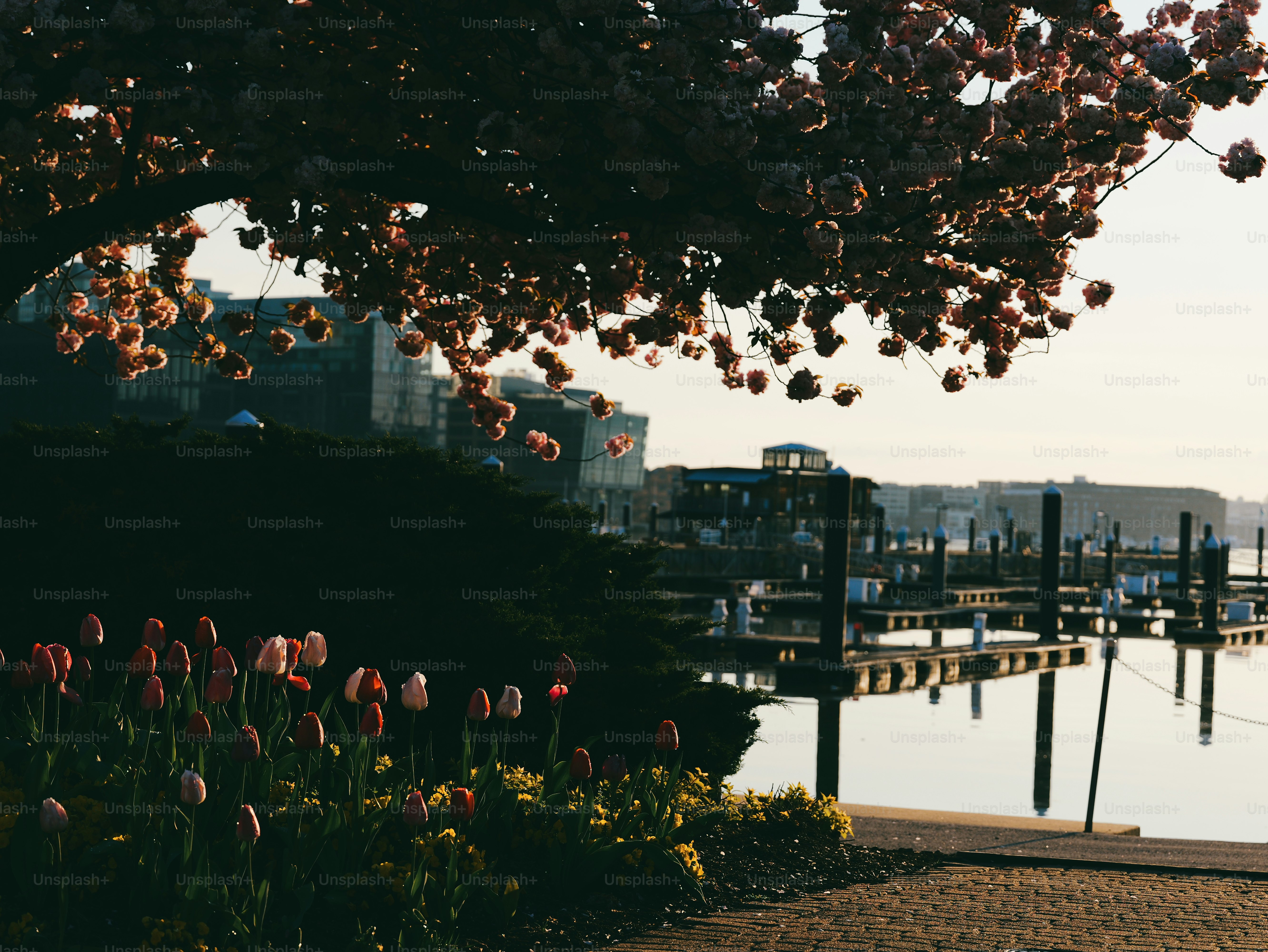 Tulips bloom by a harbor with buildings in the distance.