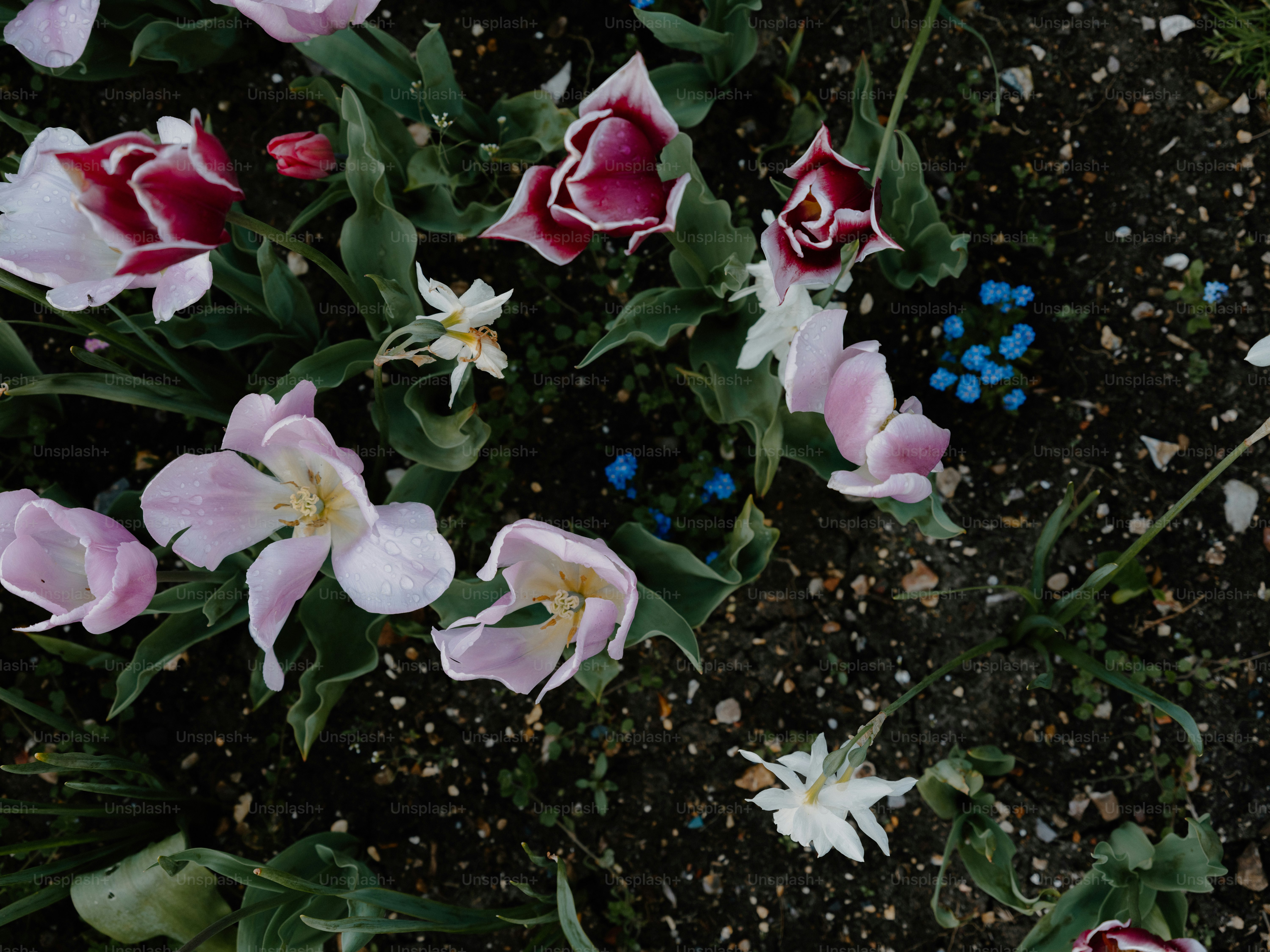 Rosa und weiße Tulpen blühen in dunklem Boden