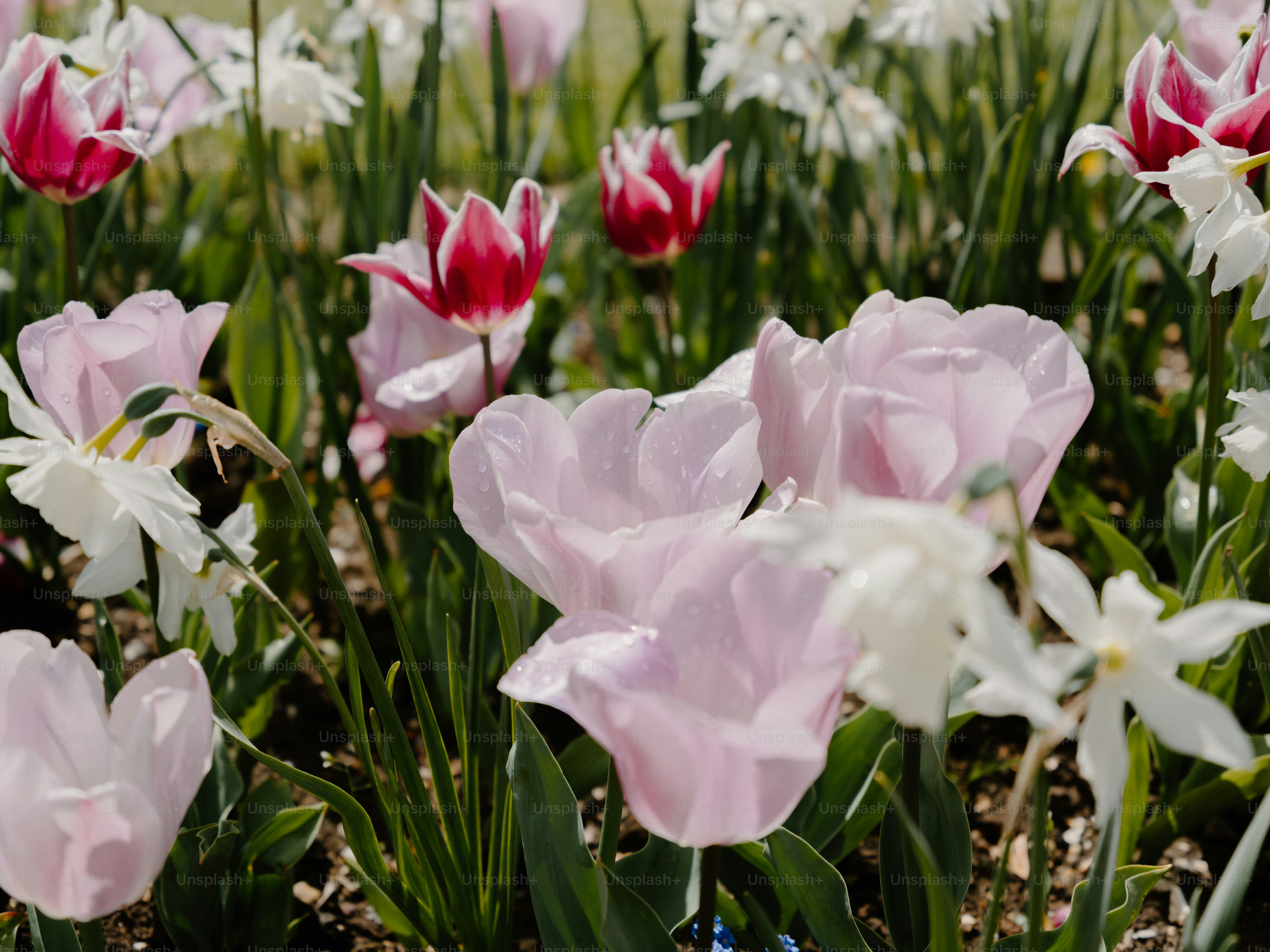 Ein Feld aus rosa und roten Tulpen mit weißen Narzissen.