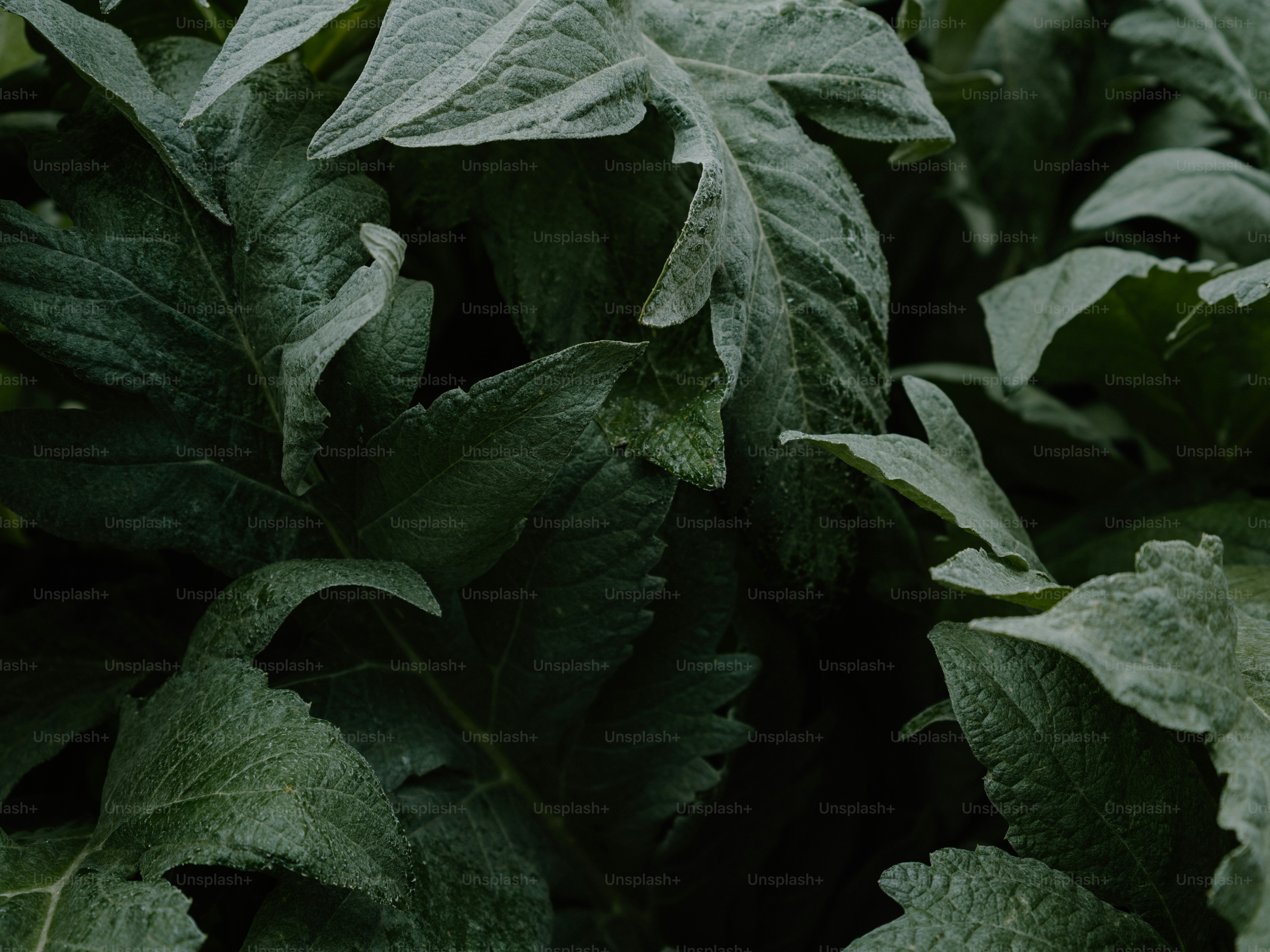 Close-up of dark green, textured leaves in a garden.
