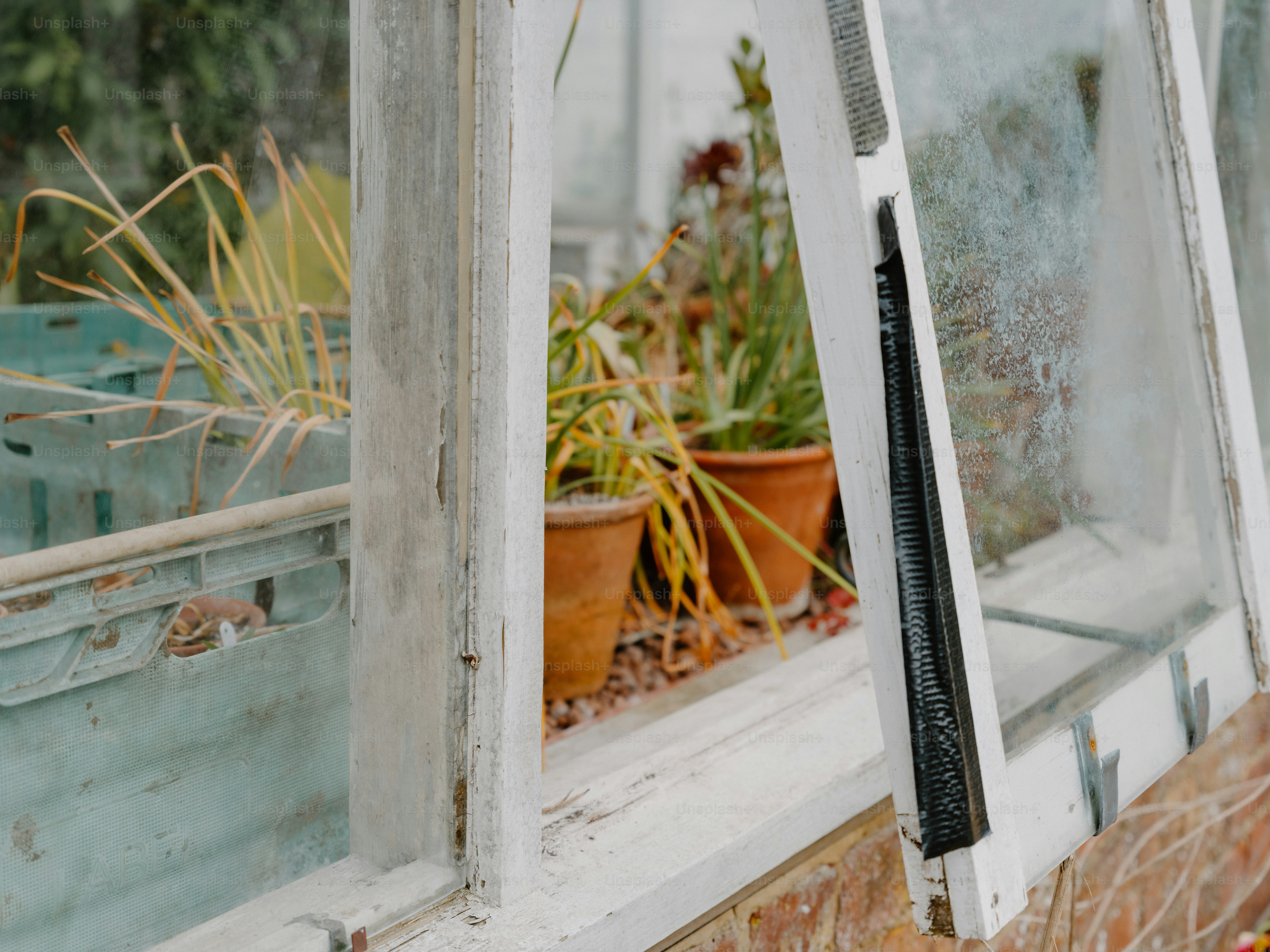 Potted plants seen through a dirty greenhouse window.