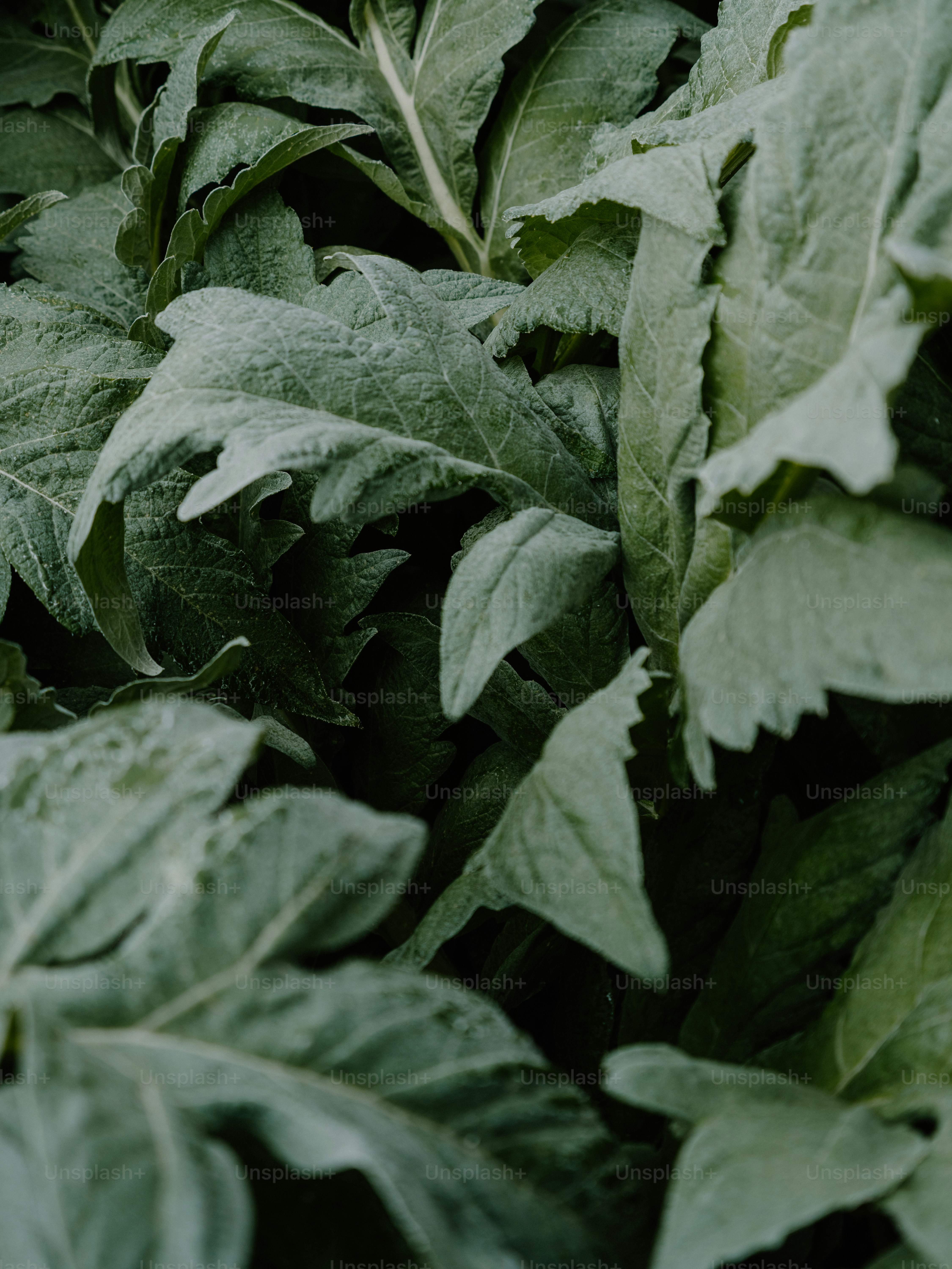 Close-up of lush green leaves in a garden.