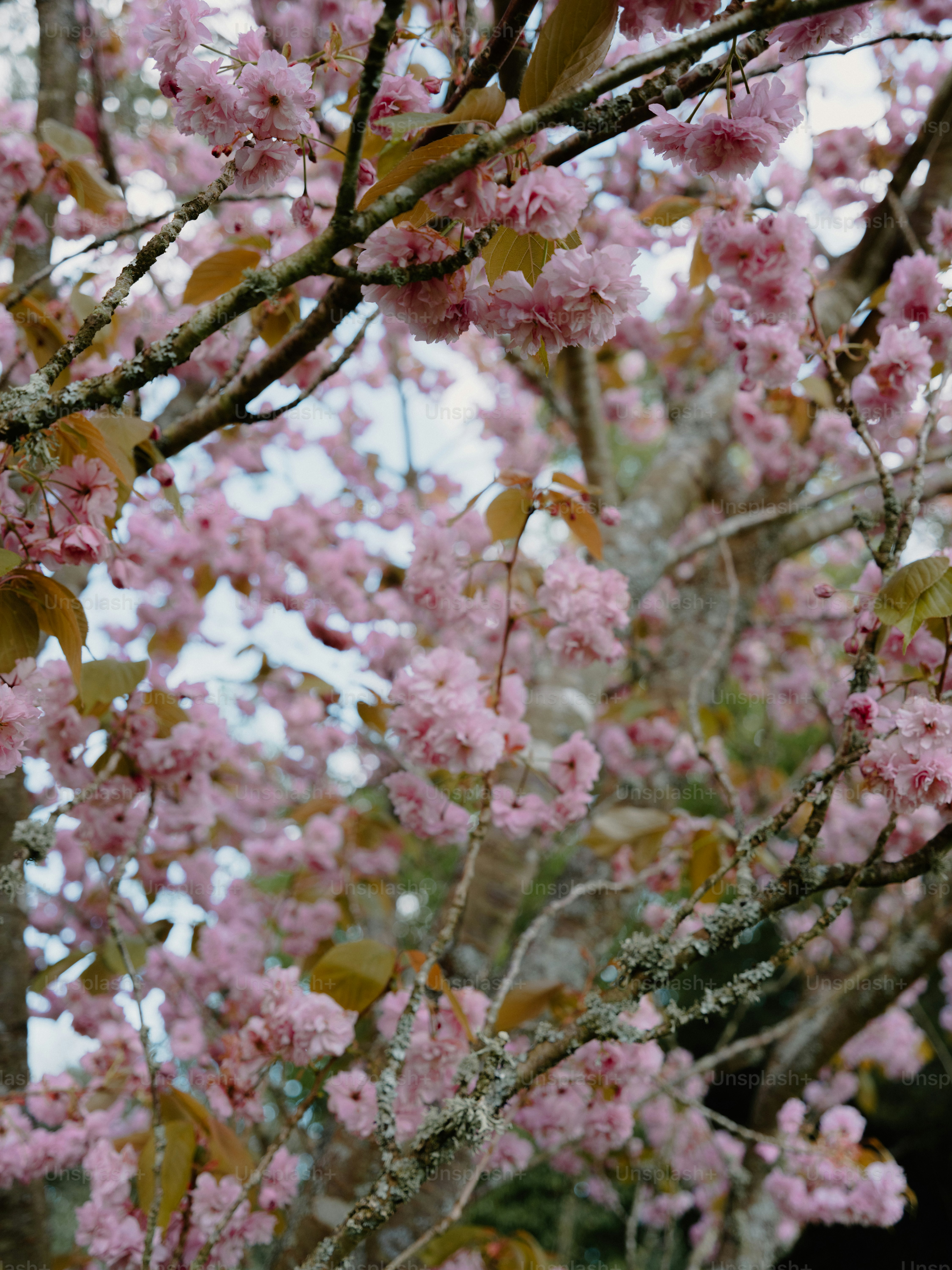 Delicate pink cherry blossoms bloom on tree branches.