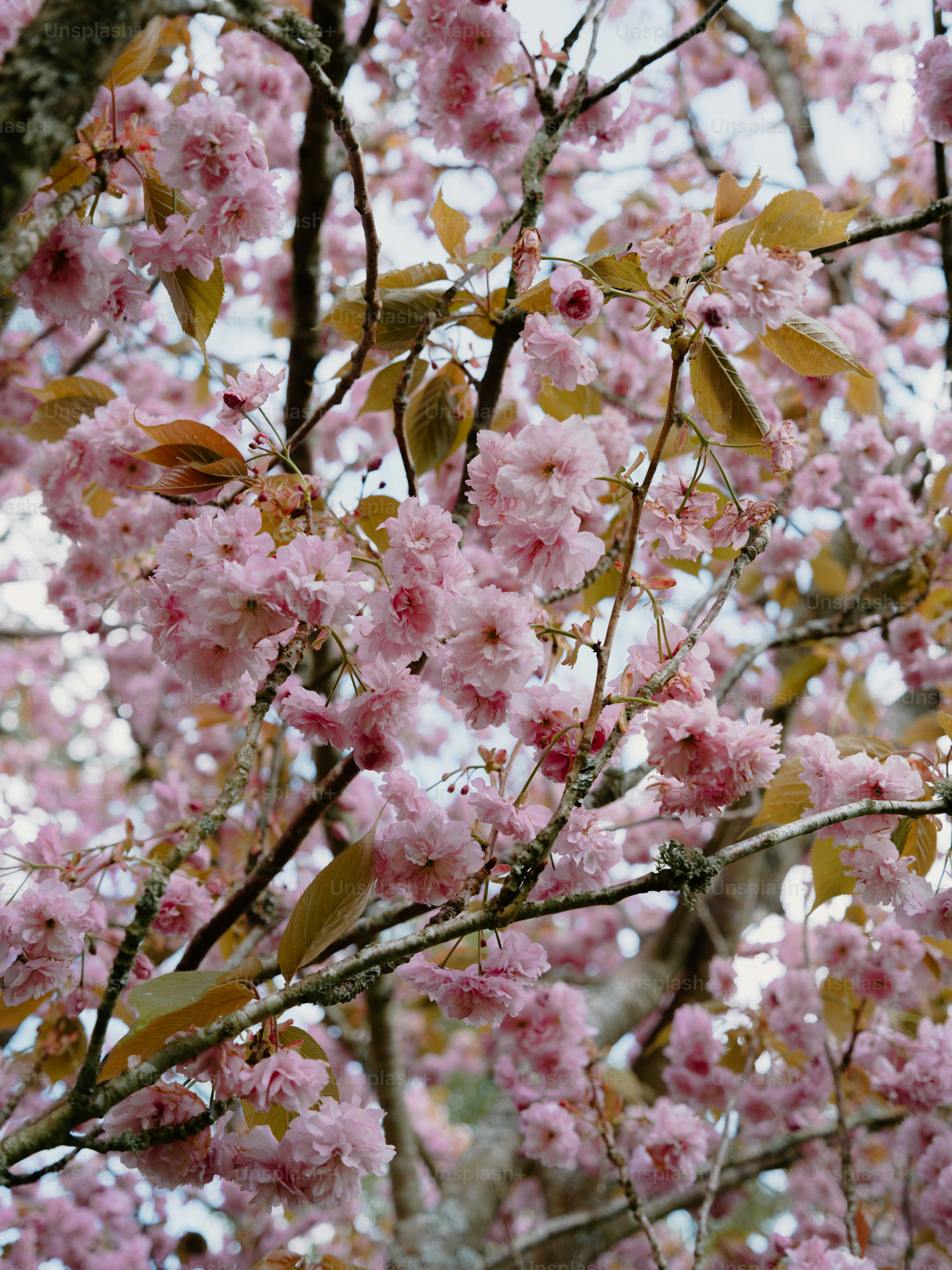 Zarten rosa Kirschblüten auf einem Ast