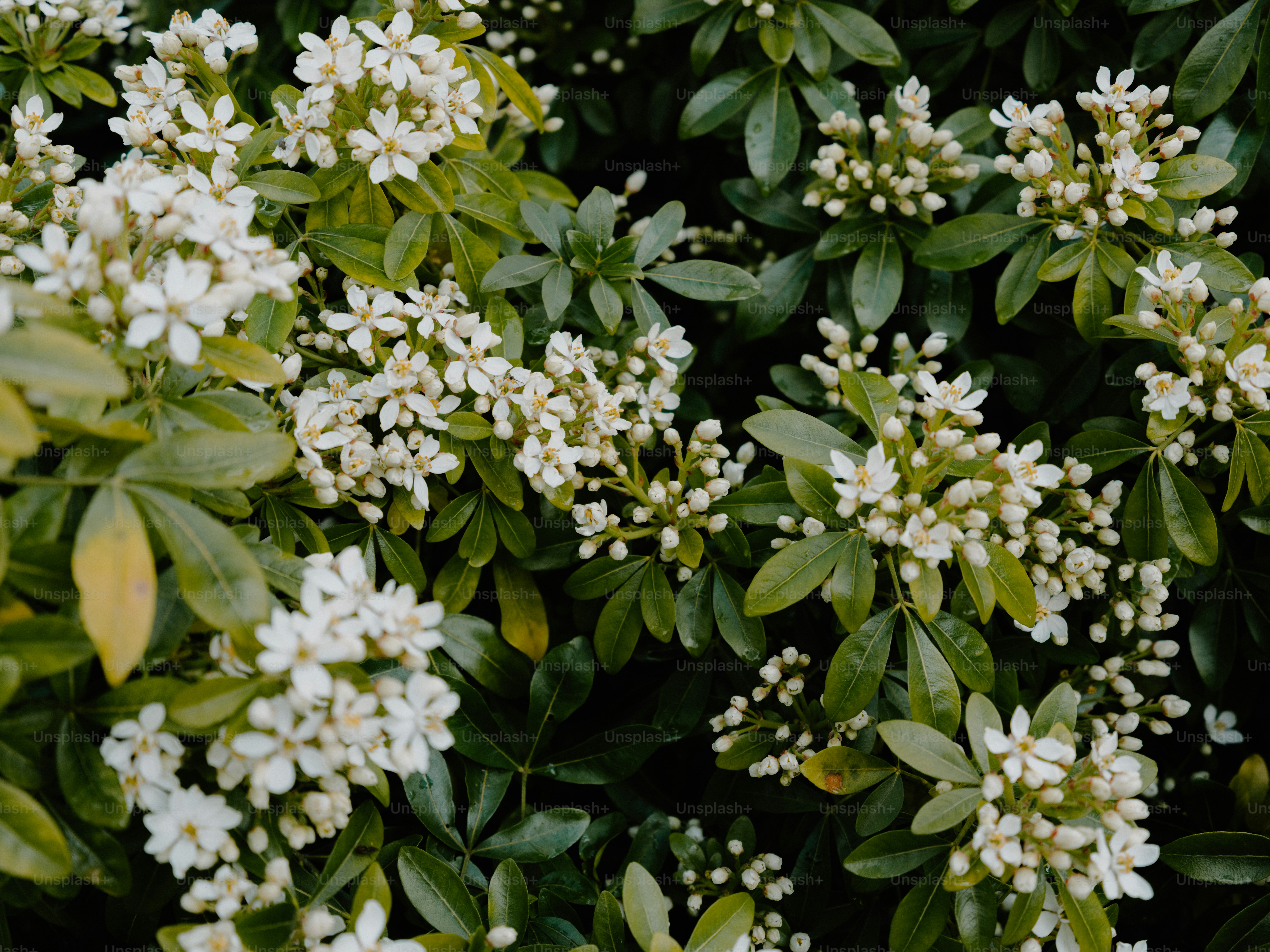 Clusters of small white flowers bloom on green foliage.