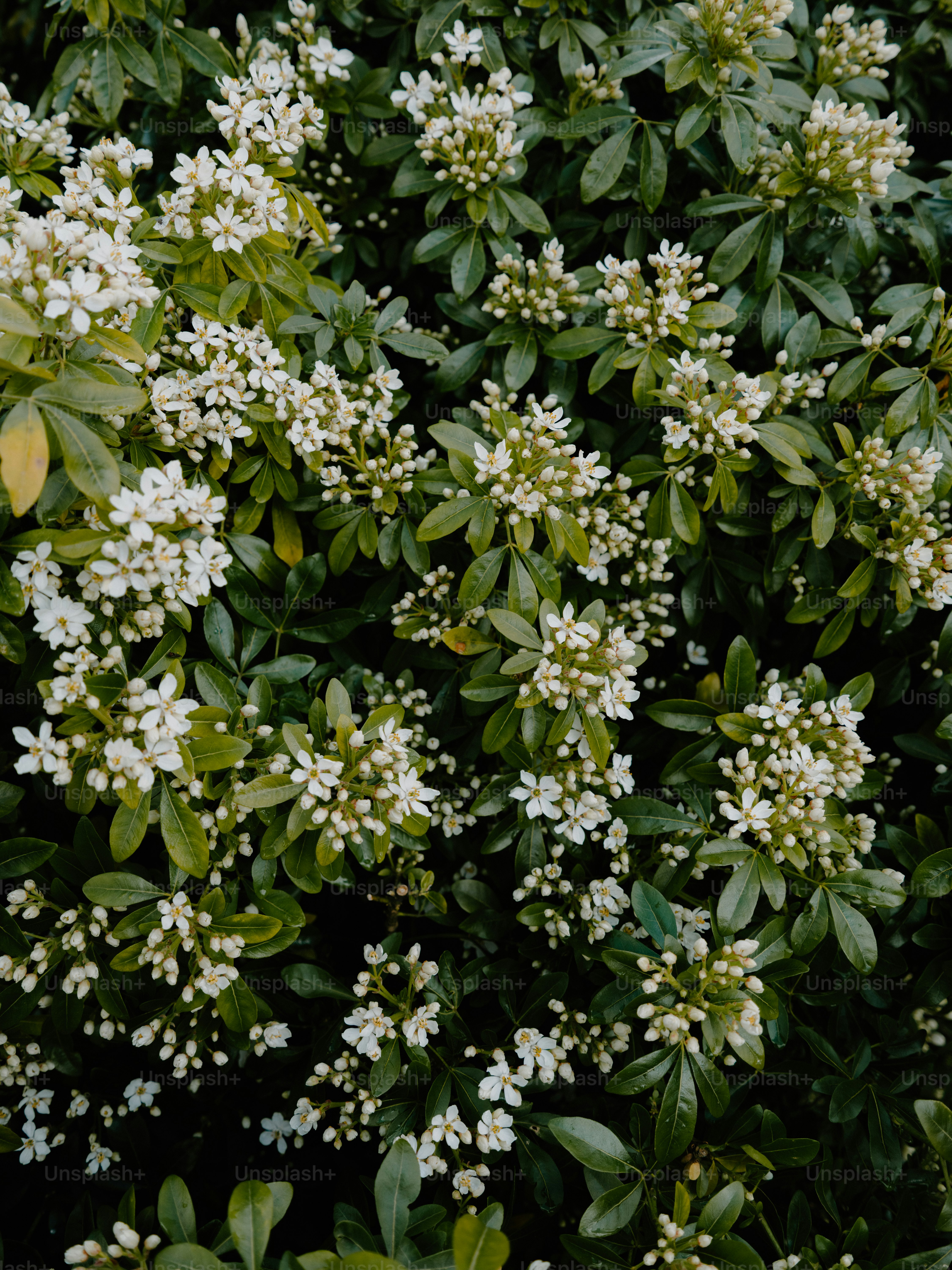A dense bush with small white flowers and green leaves