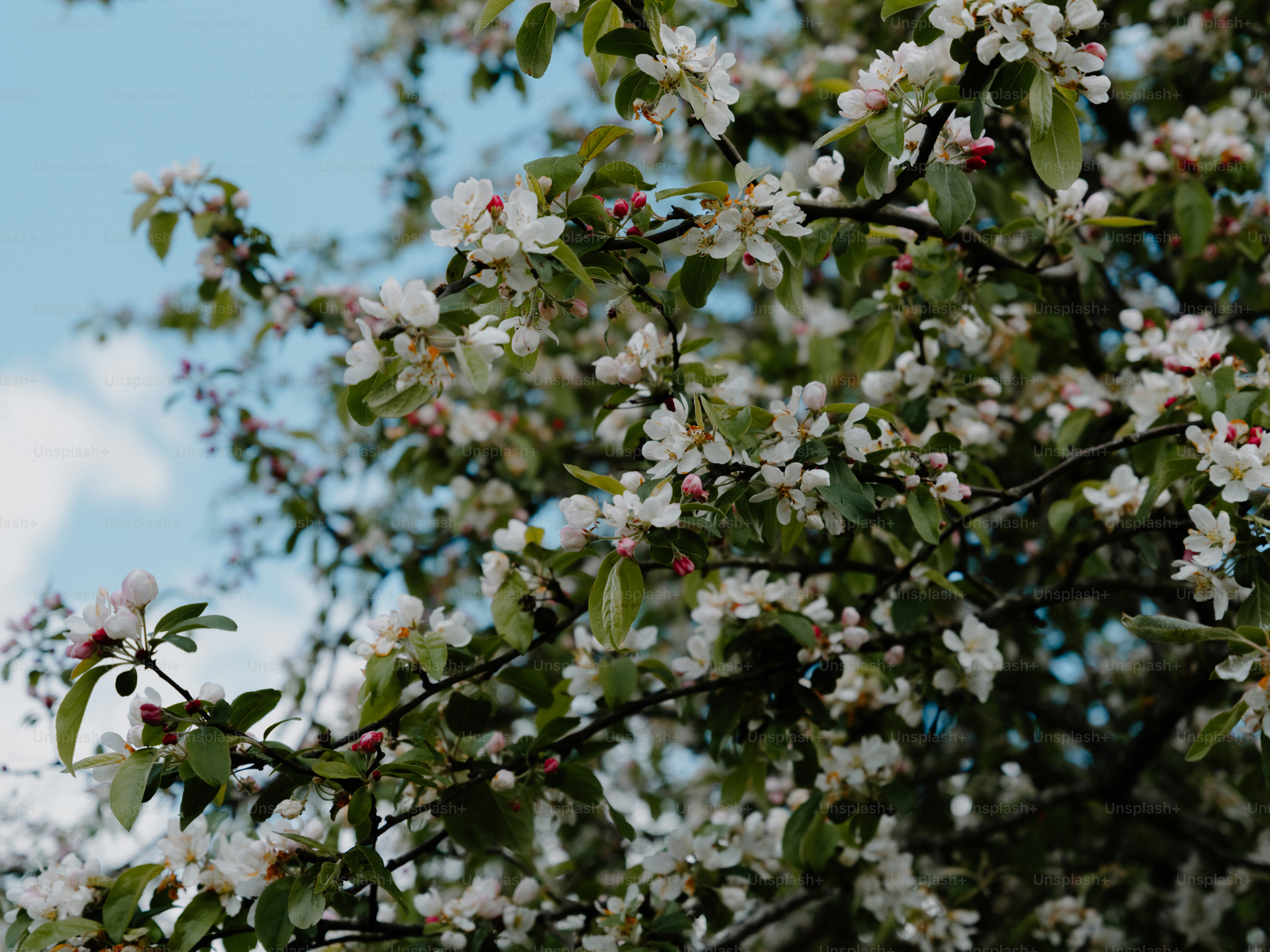 White blossoms on a tree branch against blue sky photo – Spring Image ...