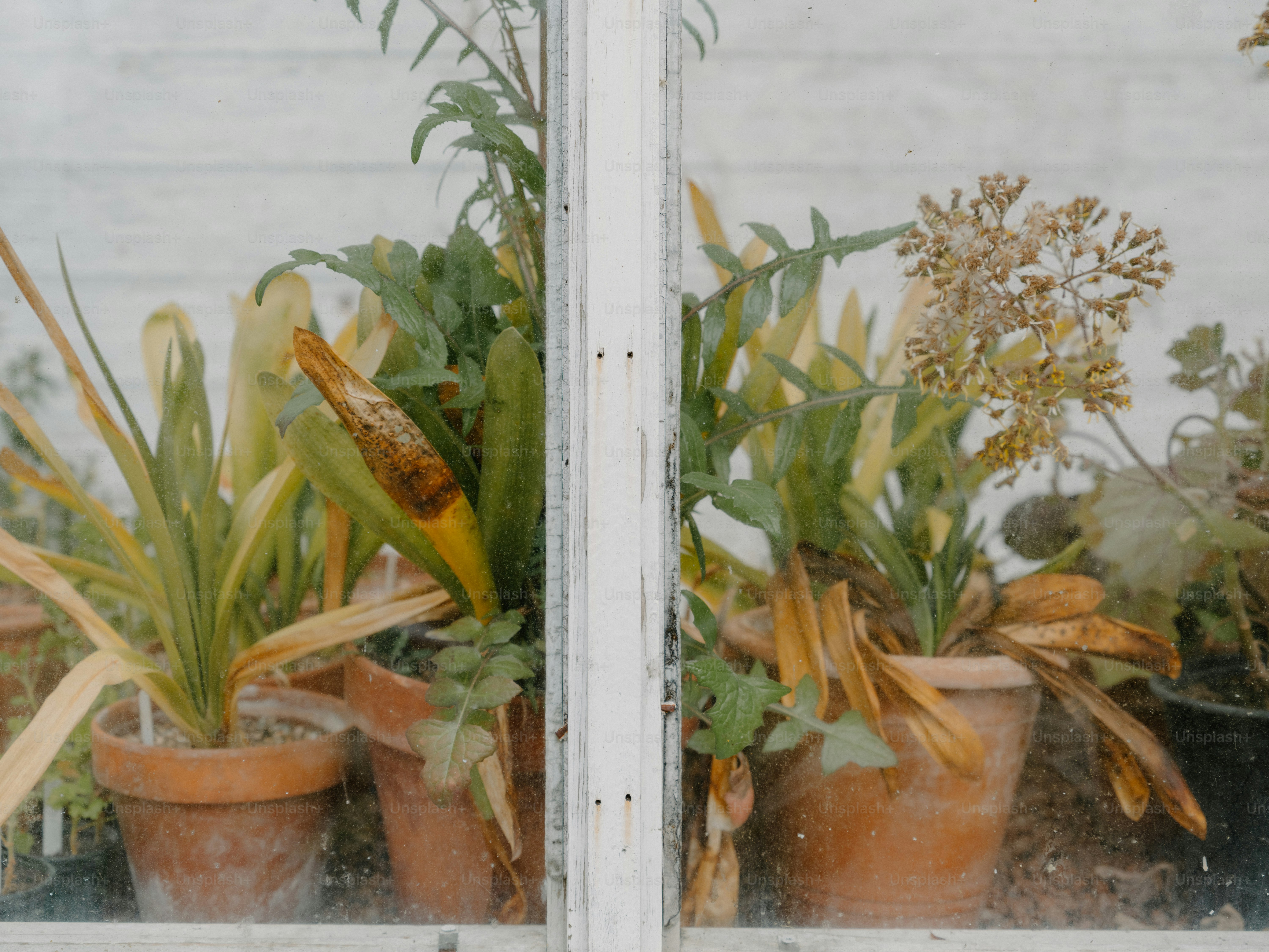 Topfpflanzen durch eine Fensterscheibe zu sehen.