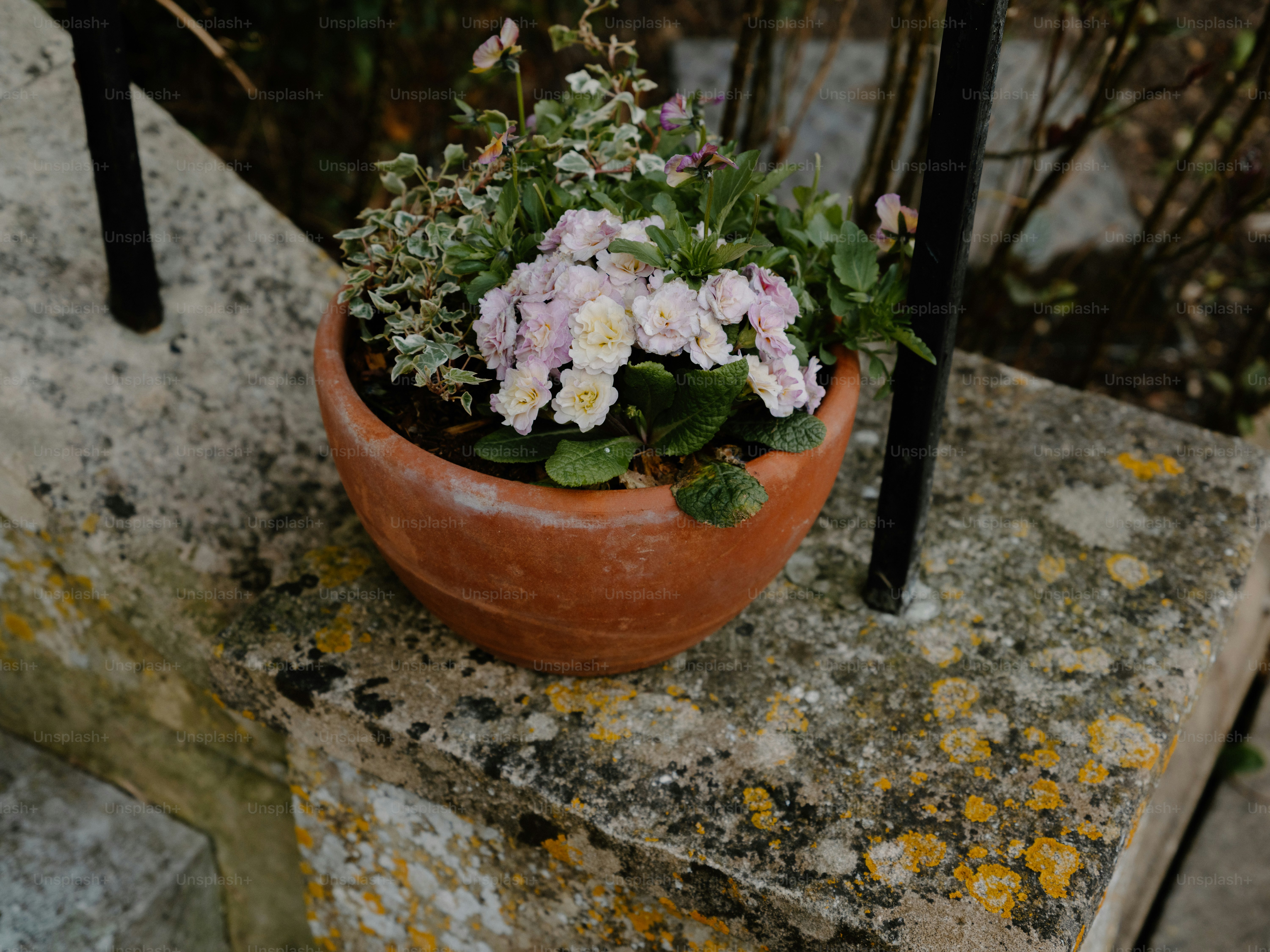 Ein Terrakottatopf voller kleiner rosa Blumen.