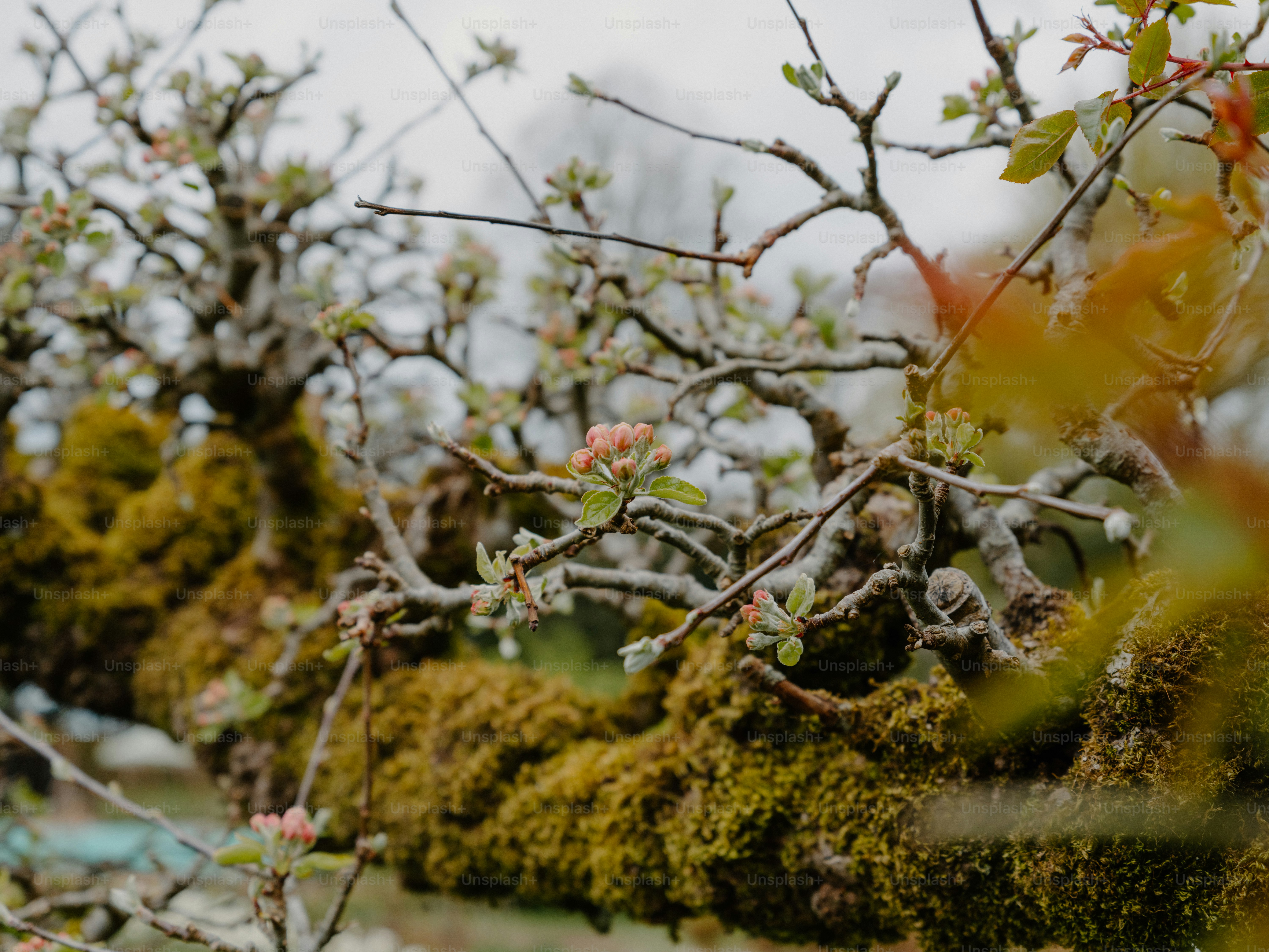 Mossy tree branches with small buds and leaves