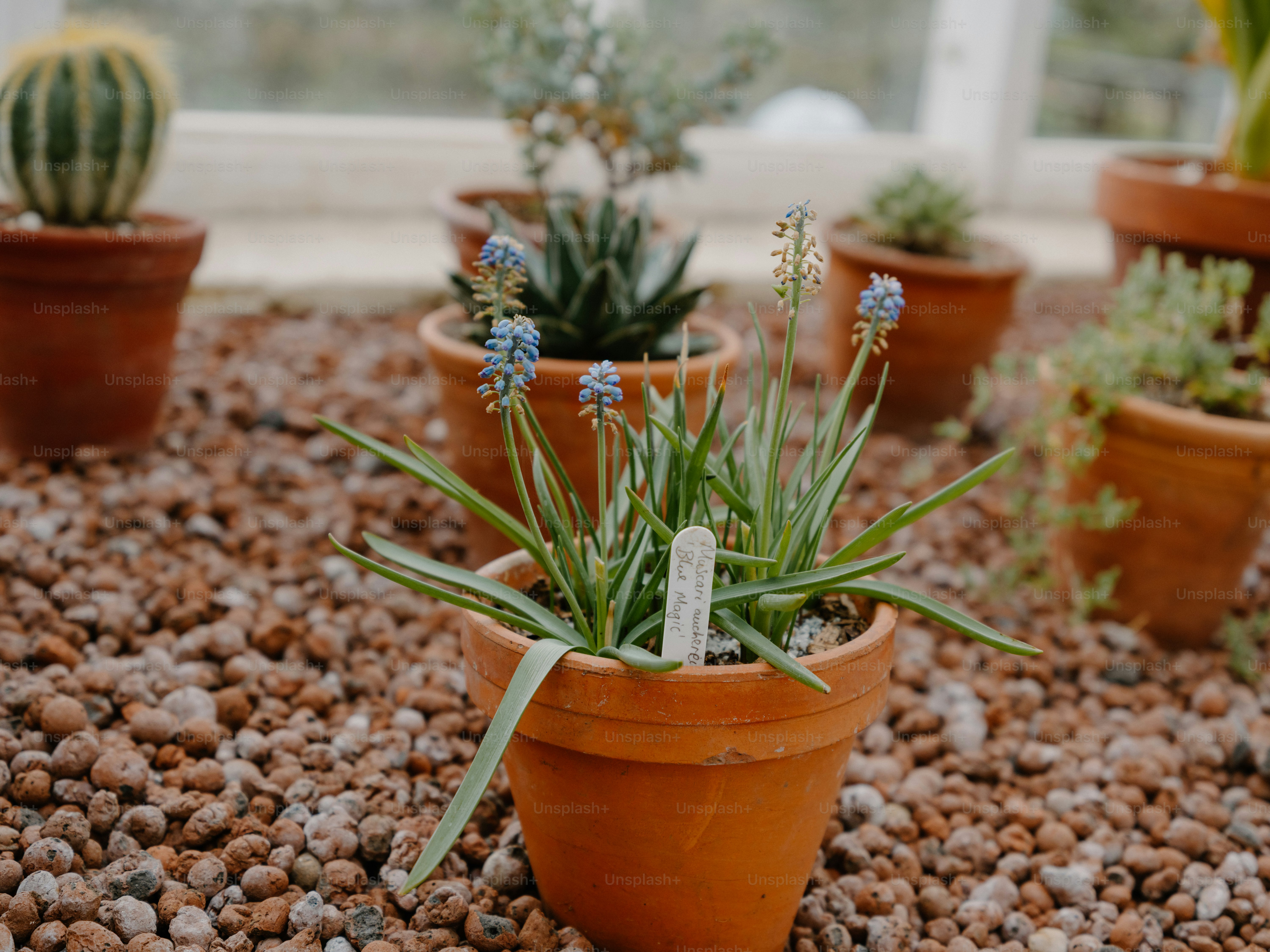 Small potted blue flowers with striped leaves