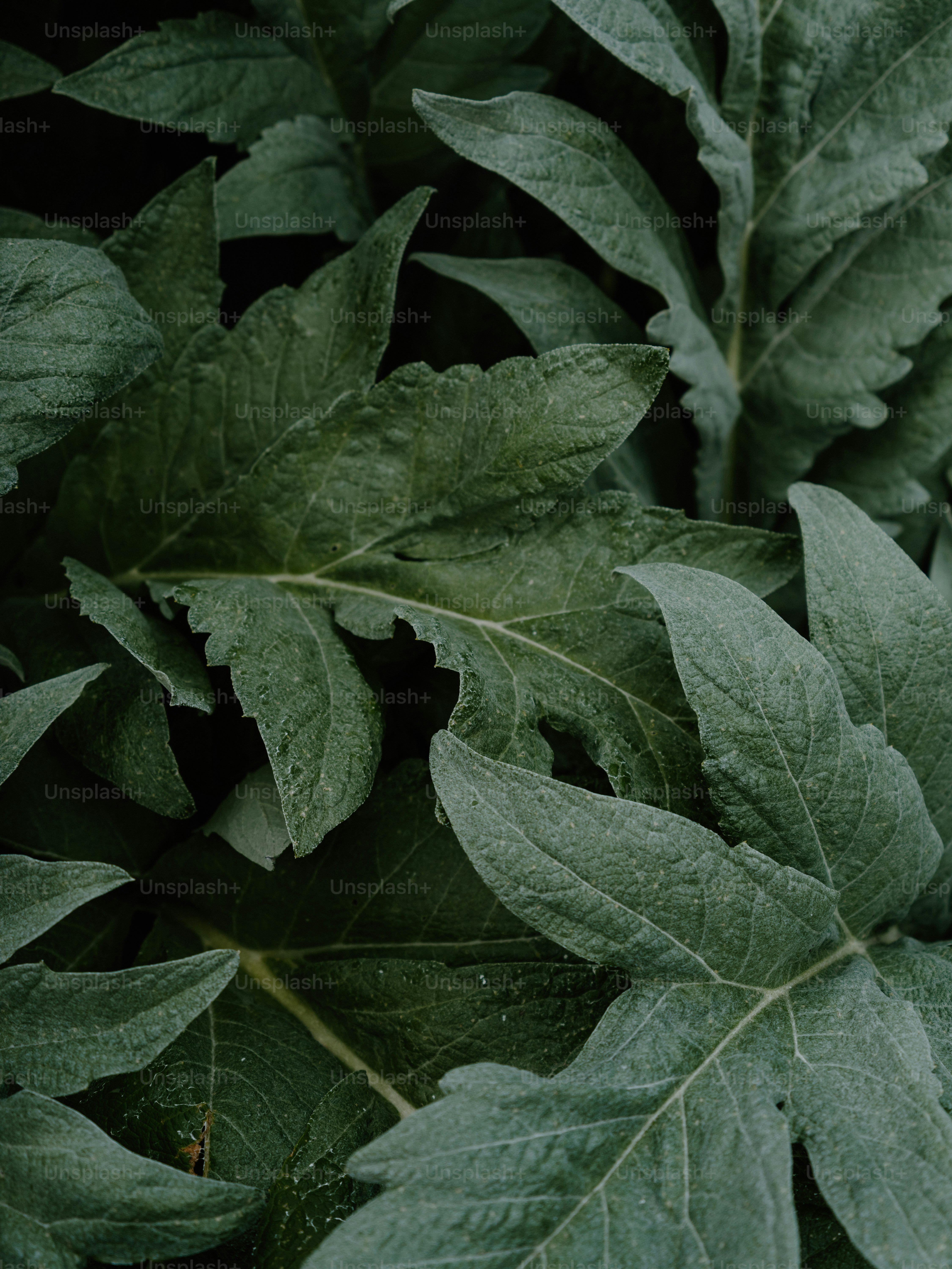 Close-up of large, dark green textured leaves.