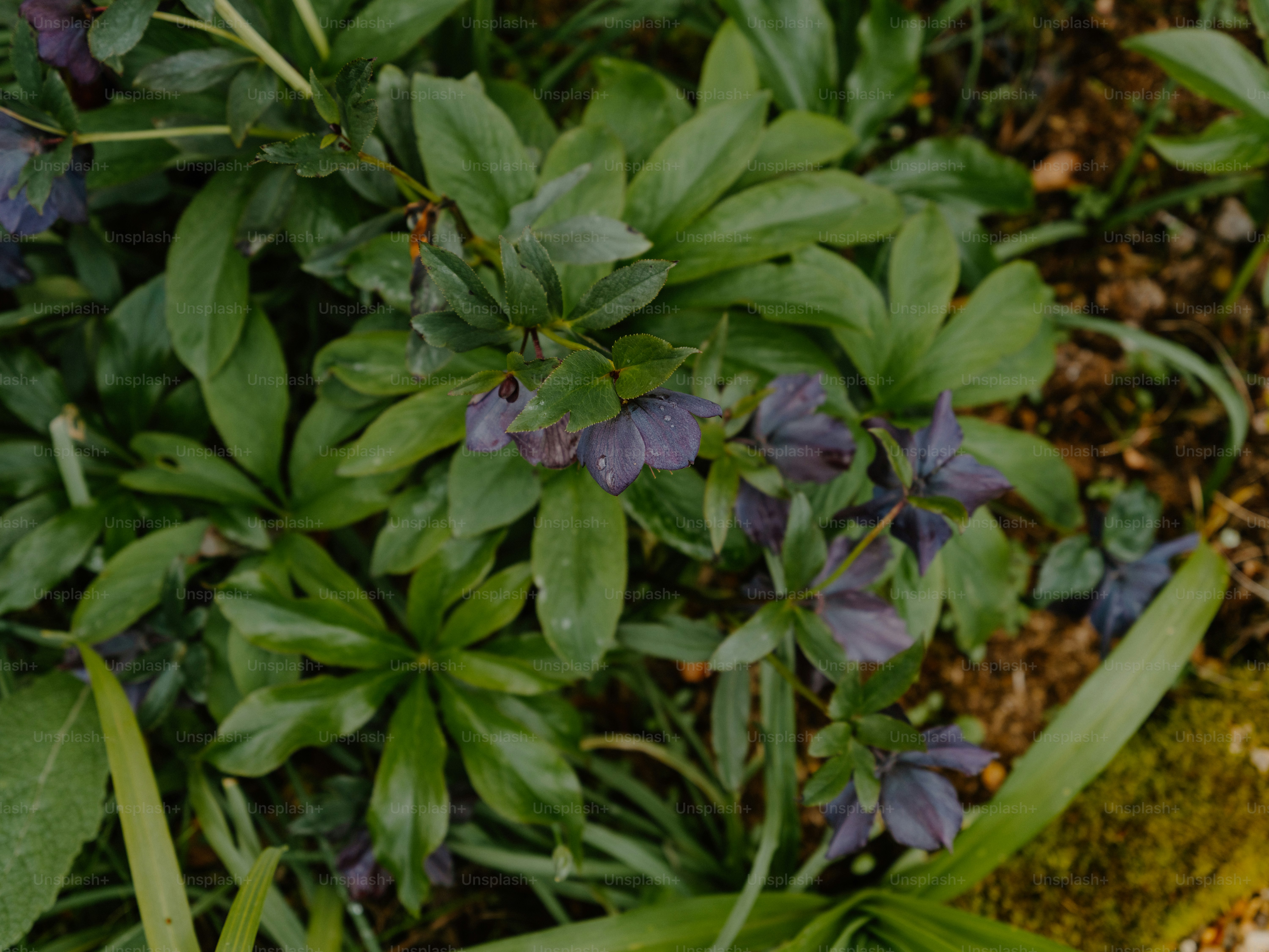 Dunkelviolette Niesbröser blühen zwischen grünen Blättern.