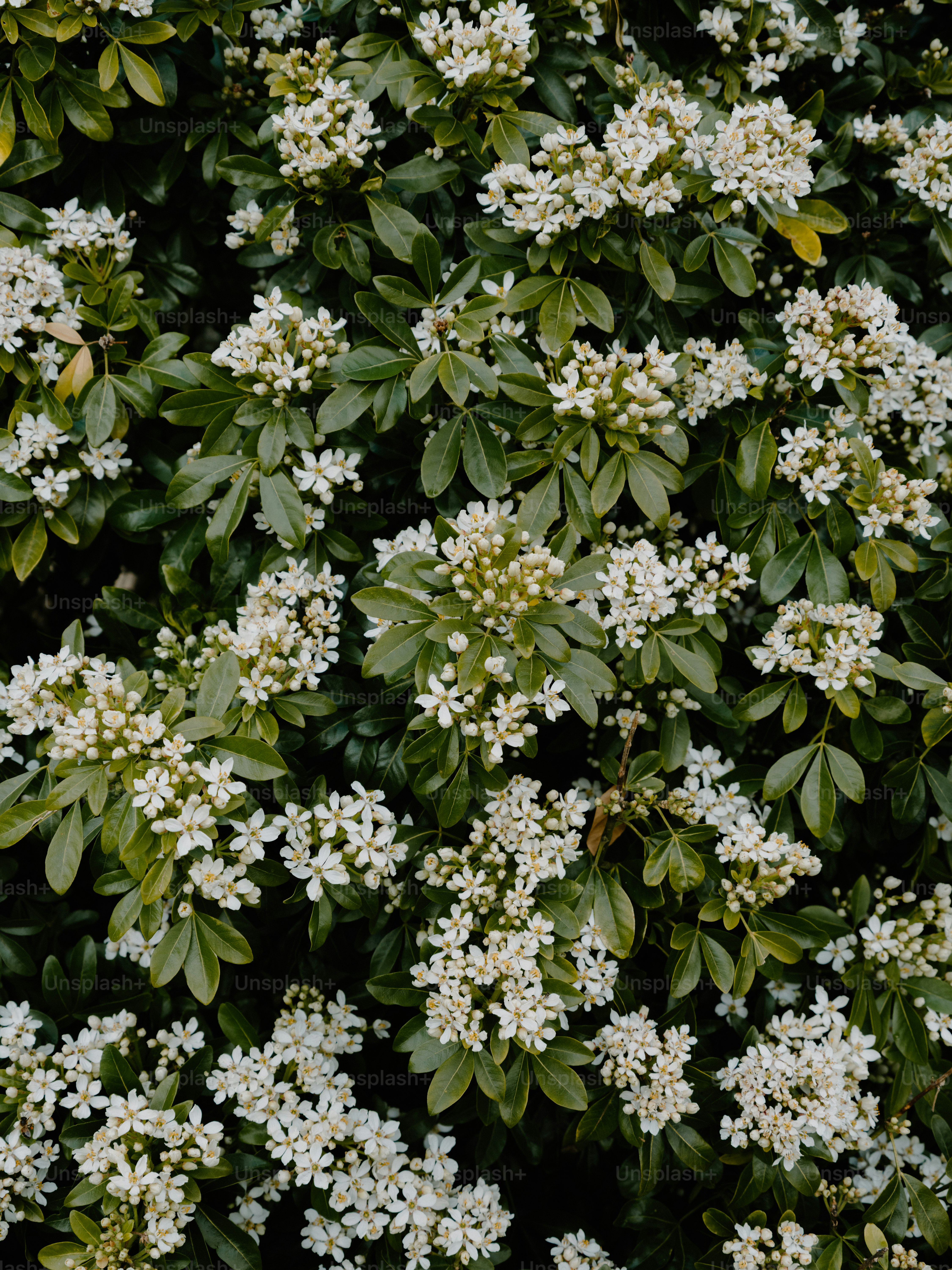 A dense bush with clusters of small white flowers.