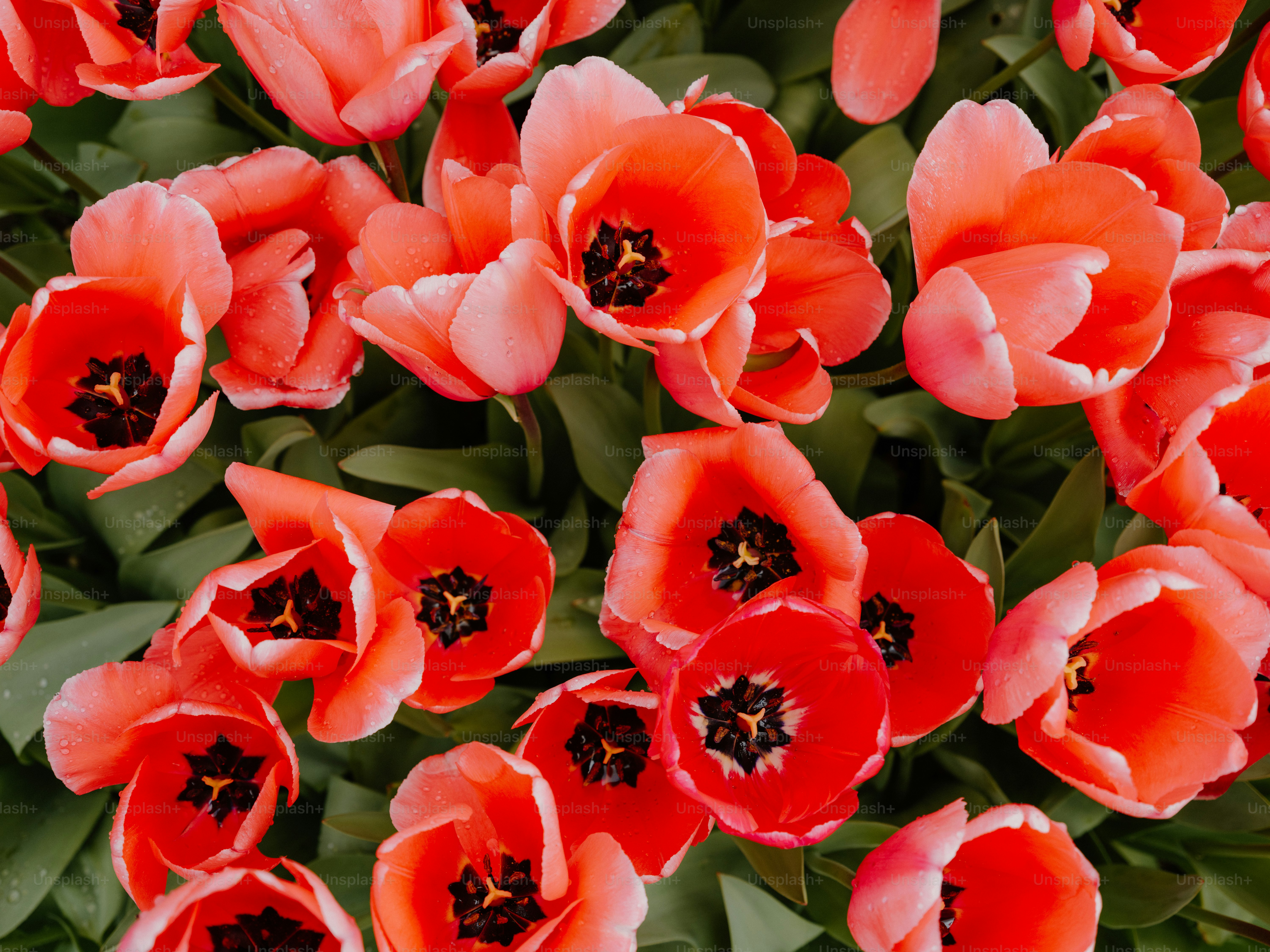 A close-up view of vibrant red tulips in bloom.