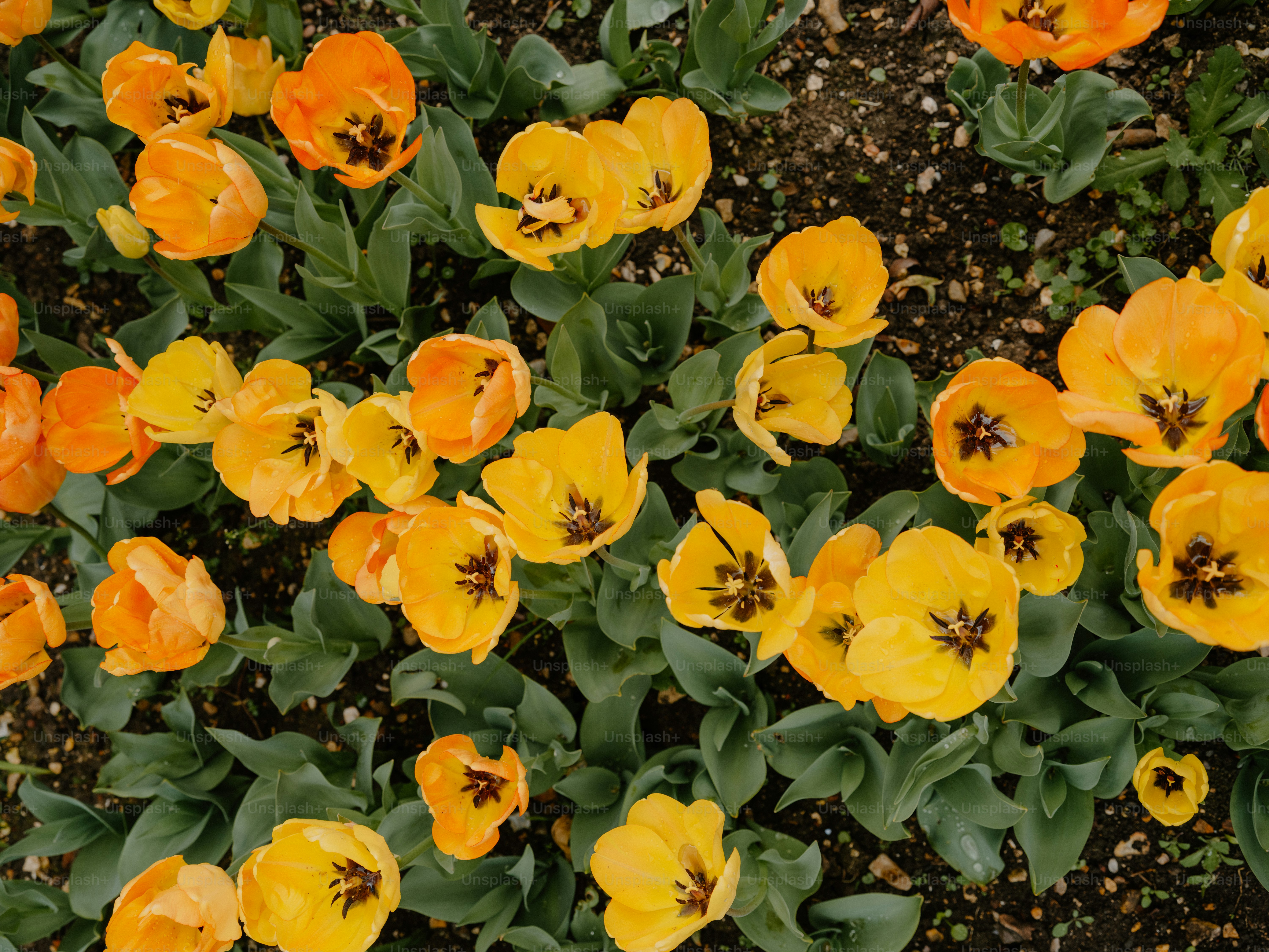 A field of vibrant orange and yellow tulips.