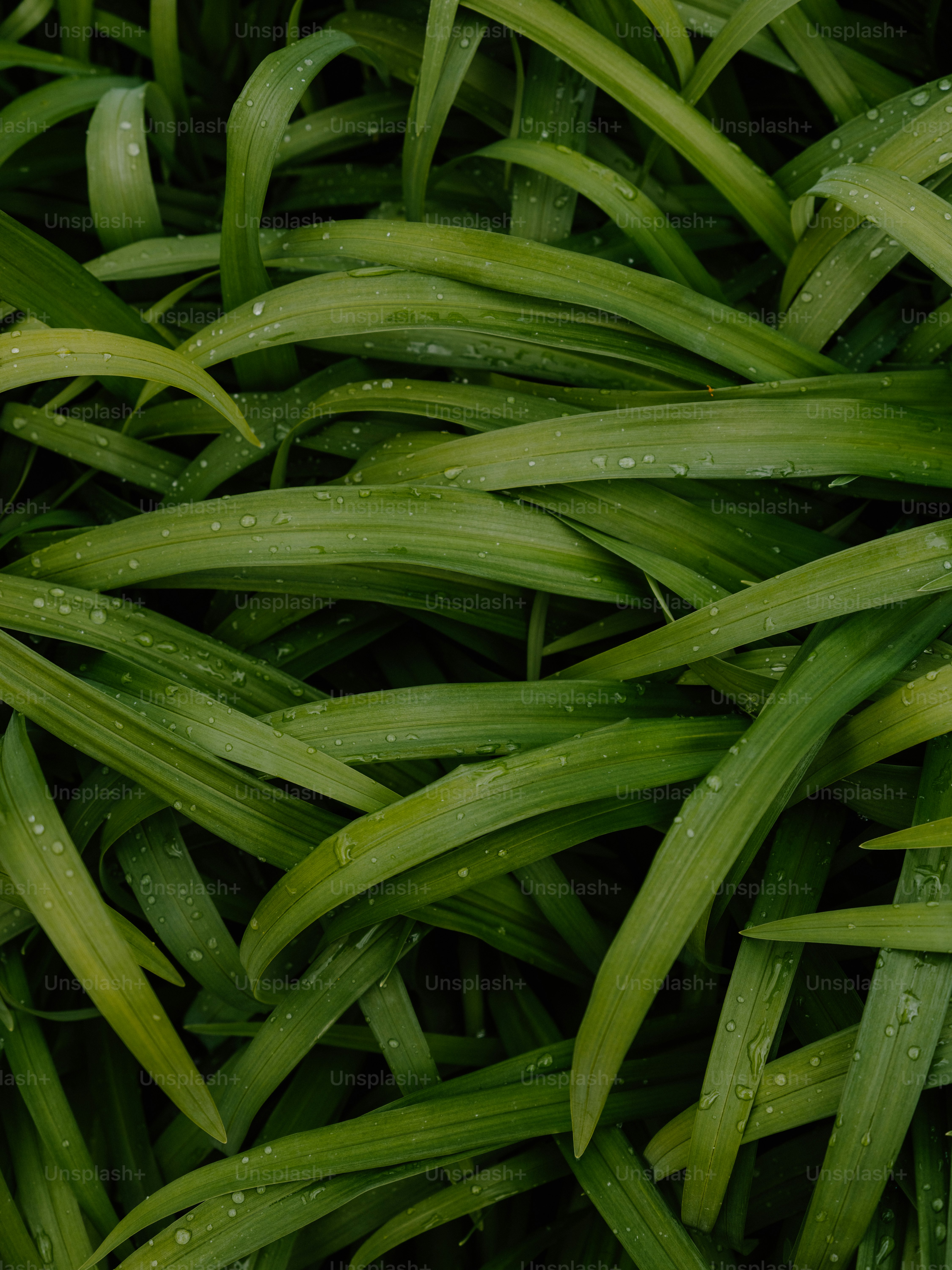 Close-up of lush green grass with dew drops