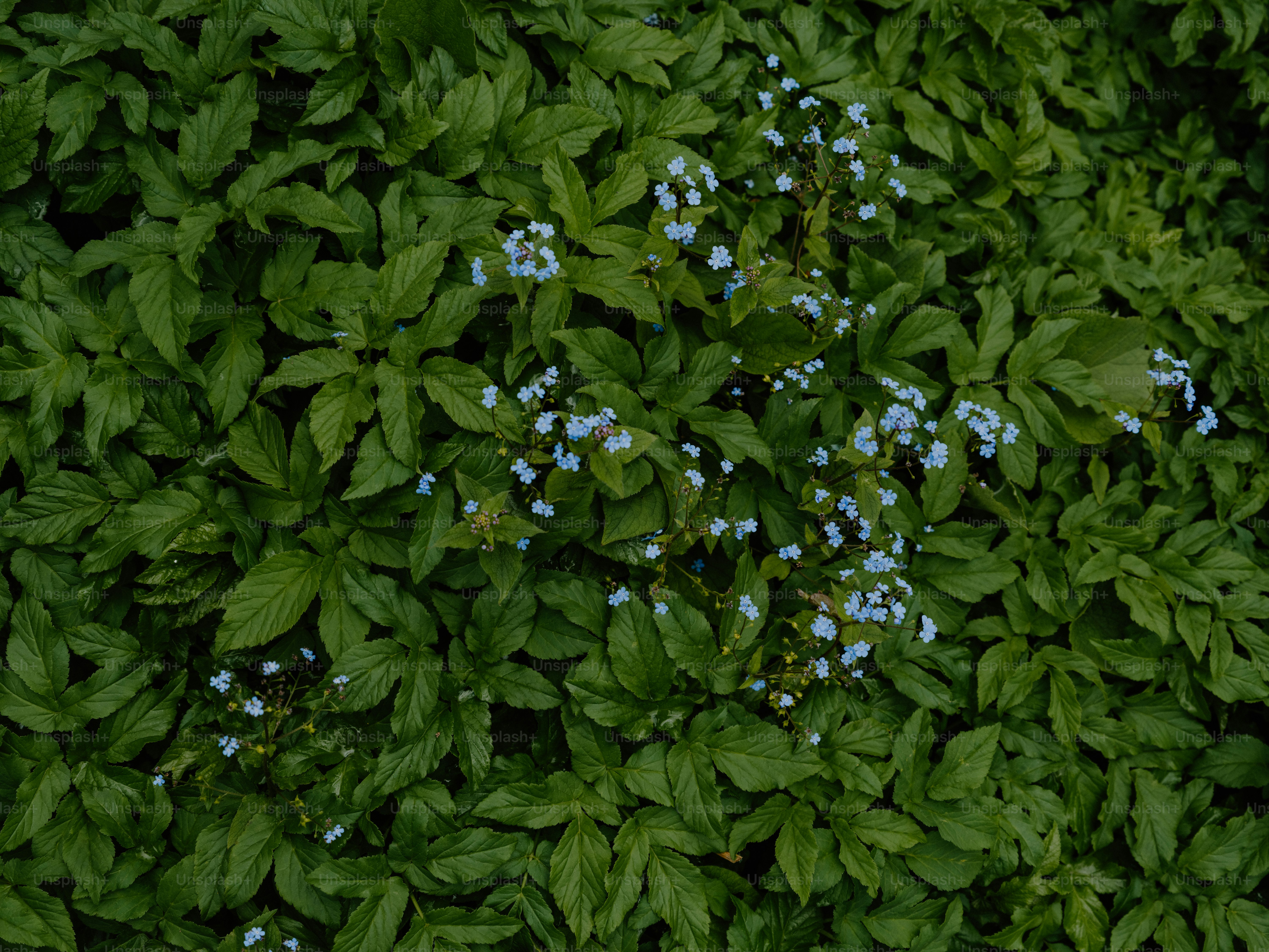Kleine blaue Blüten, eingebettet zwischen üppig grünen Blättern