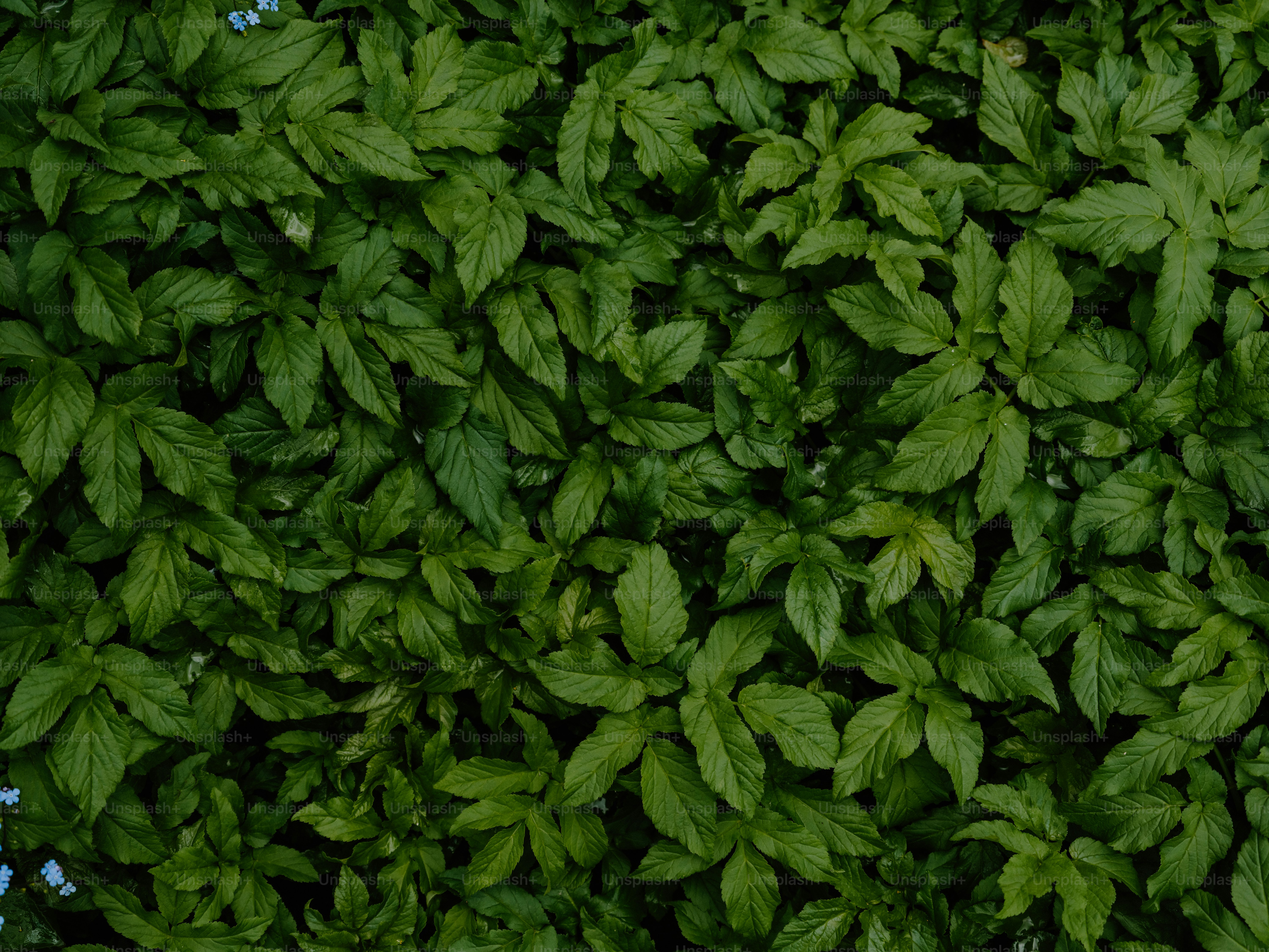 A dense wall of lush green leaves.