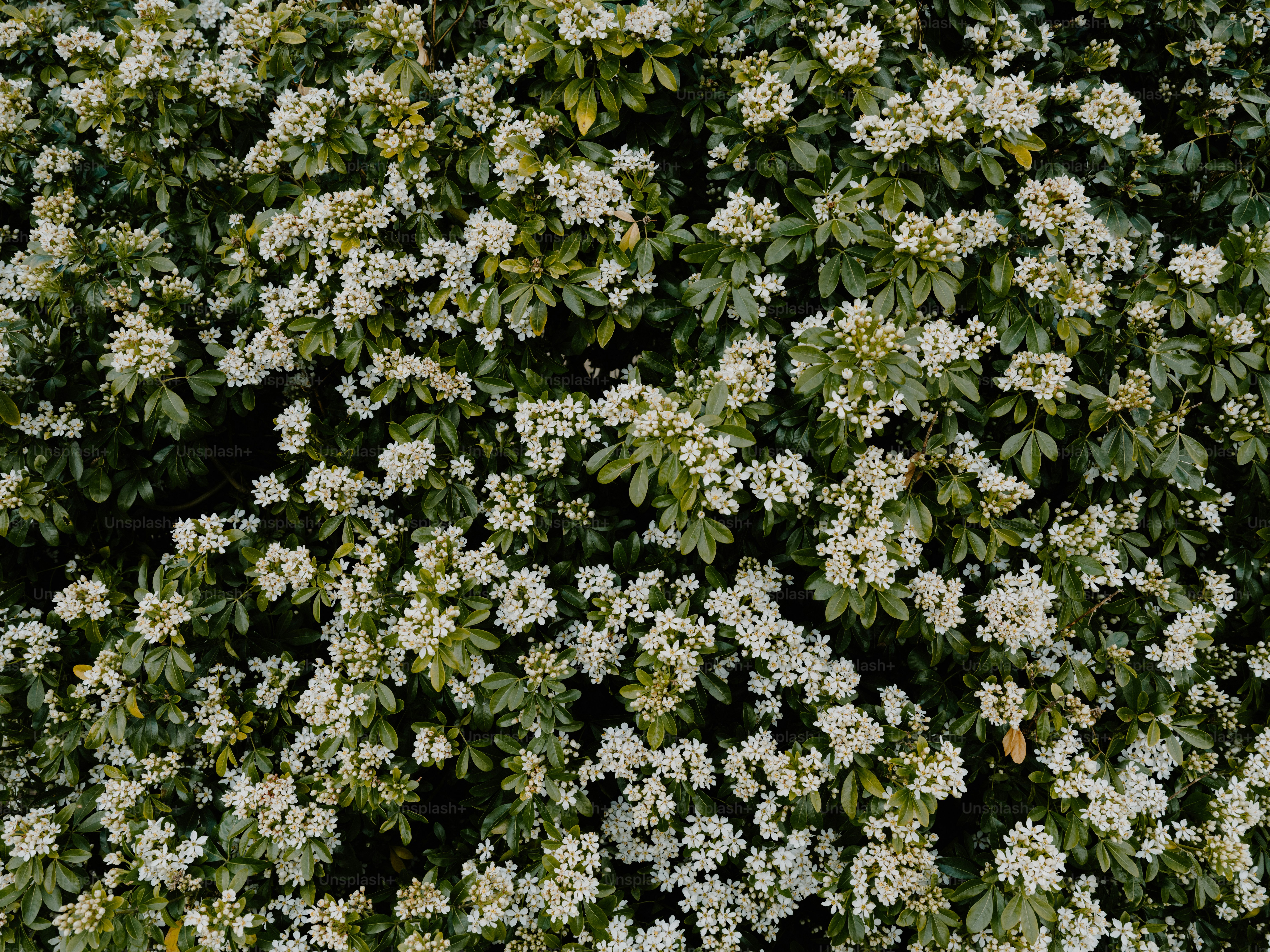 A dense bush covered in small white flowers.