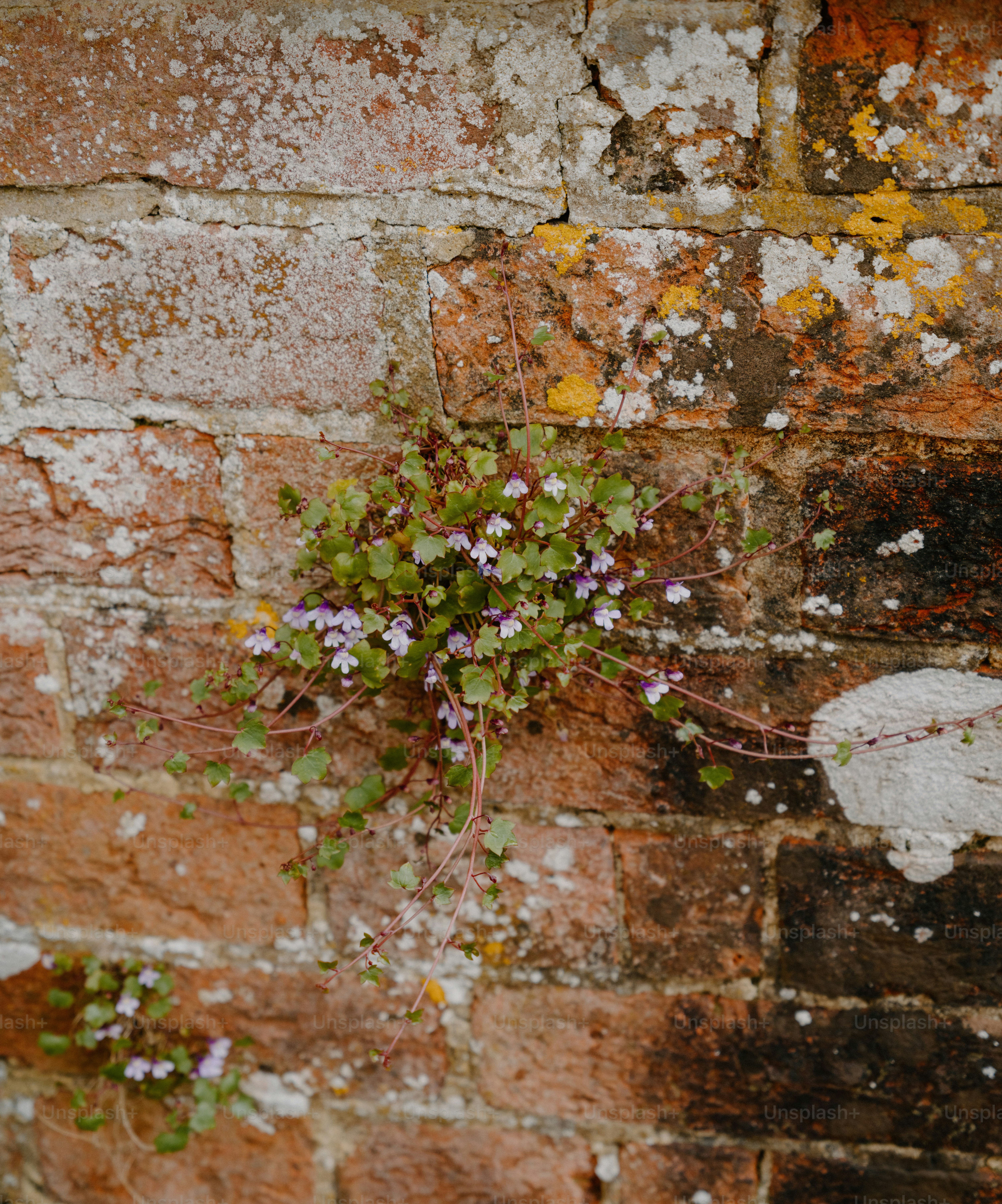 Tiny purple flowers grow on a weathered brick wall.