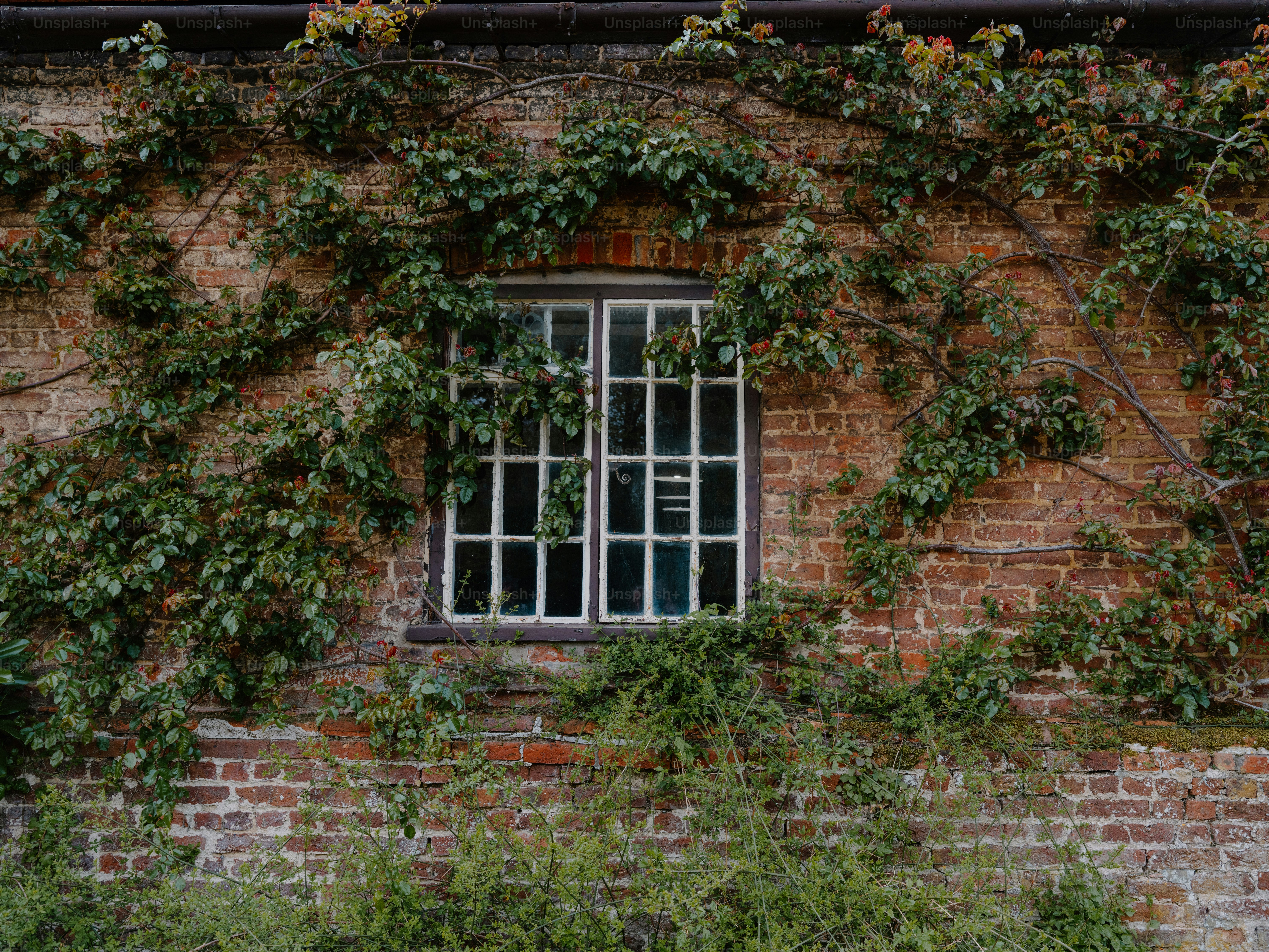 Window on a brick wall covered with vines