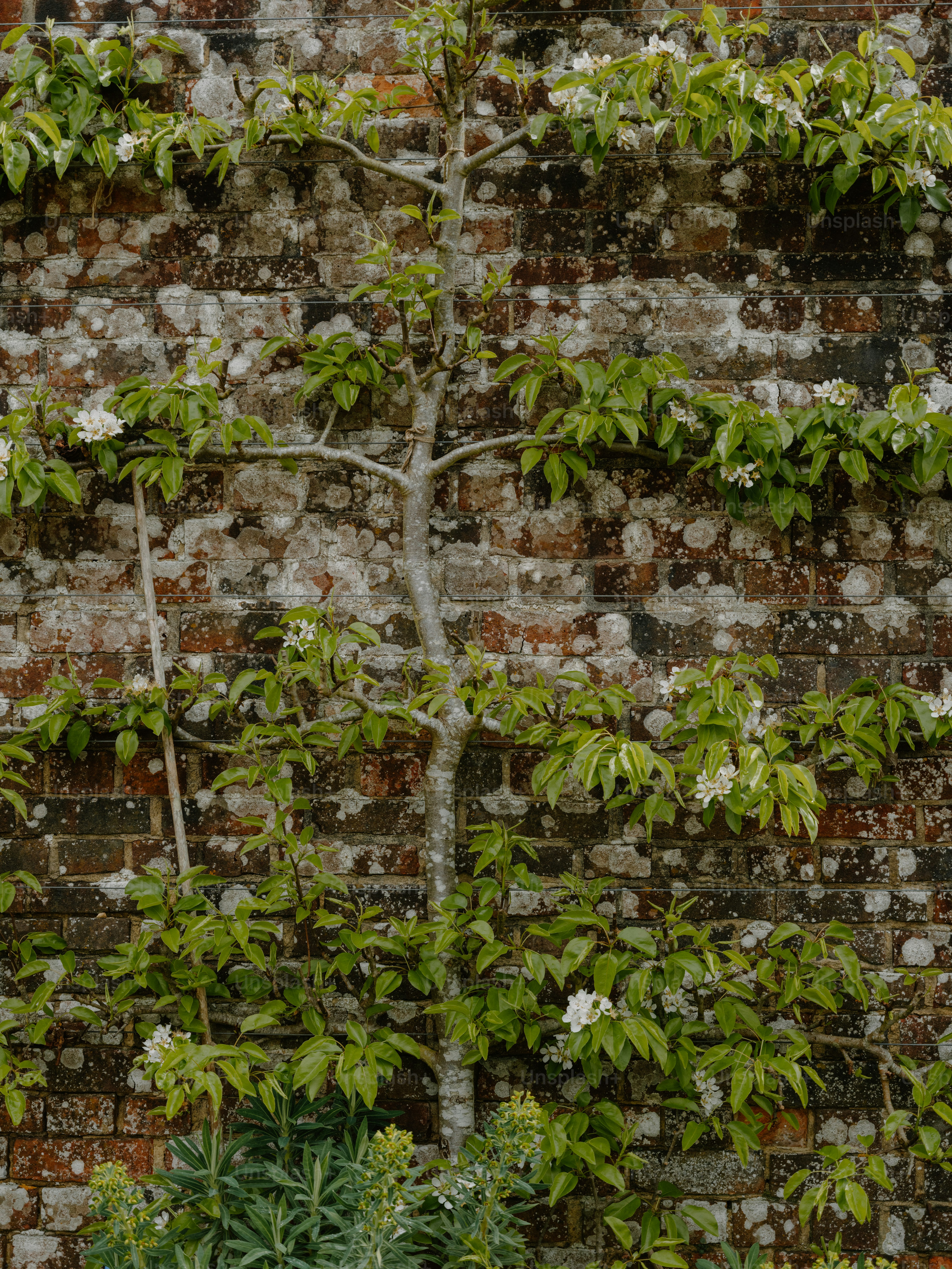A tree grows against a weathered brick wall.
