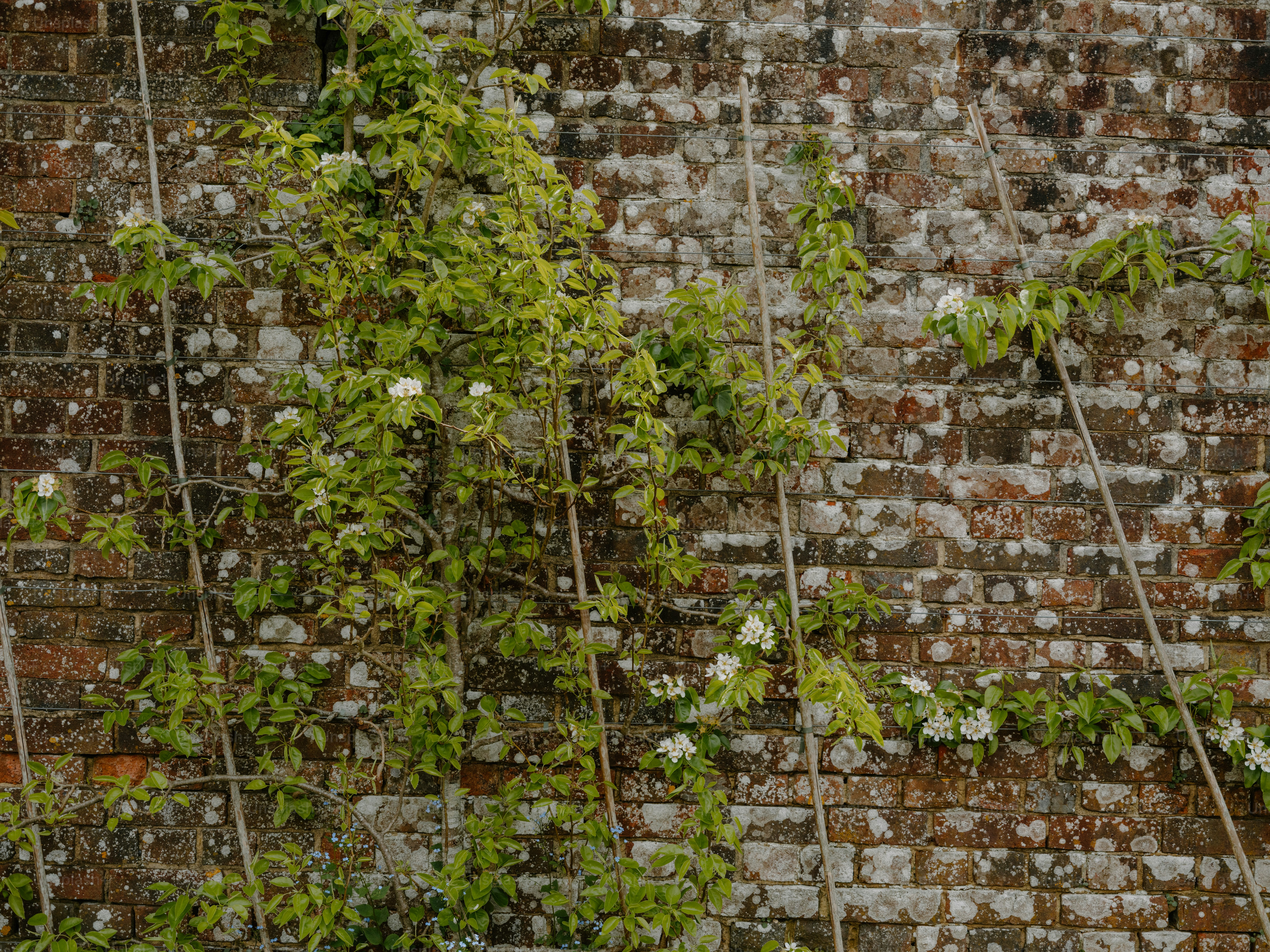 Grüne Ranken mit weißen Blüten wachsen an einer Backsteinwand.