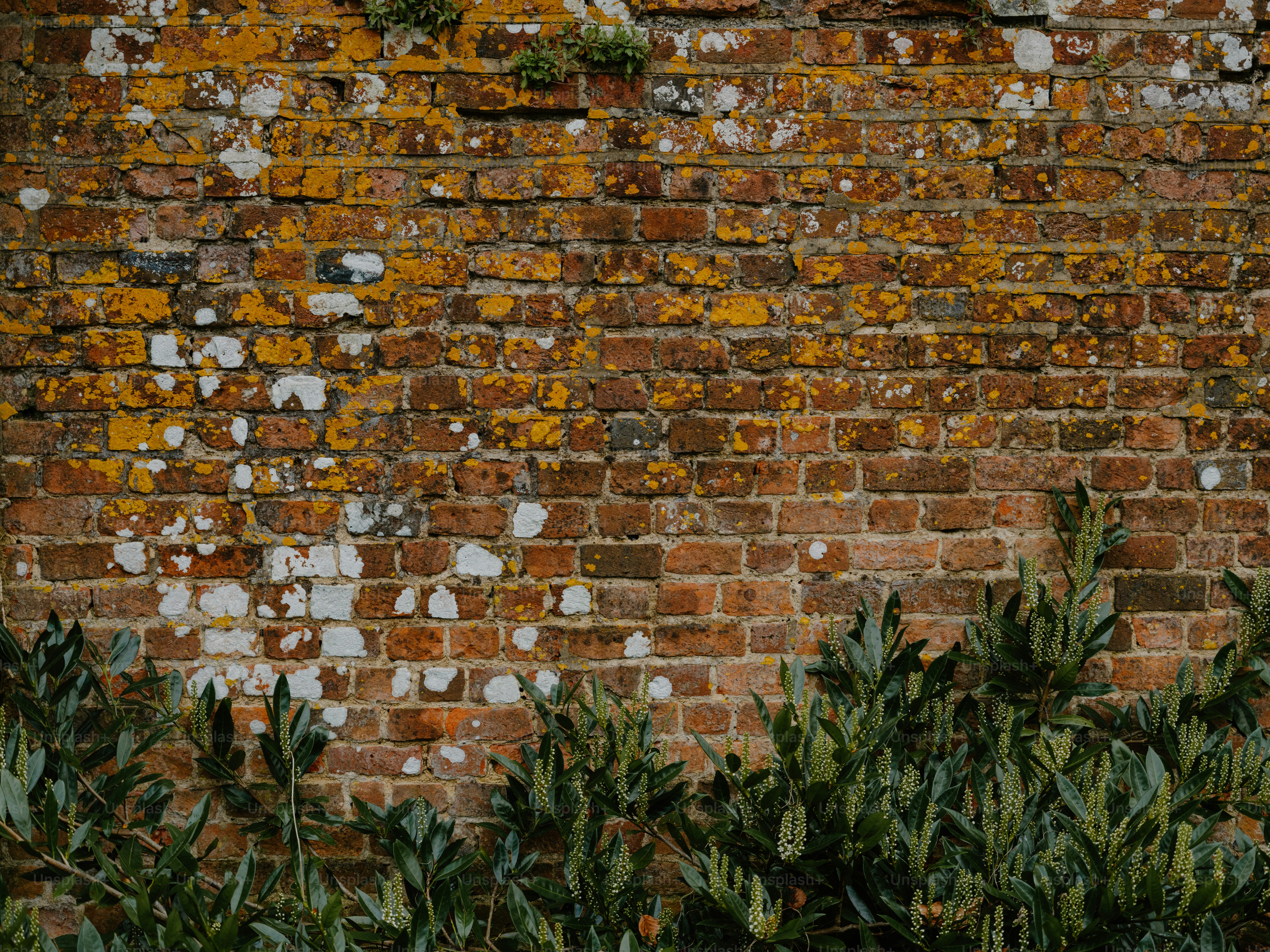 Old brick wall with moss and green plants
