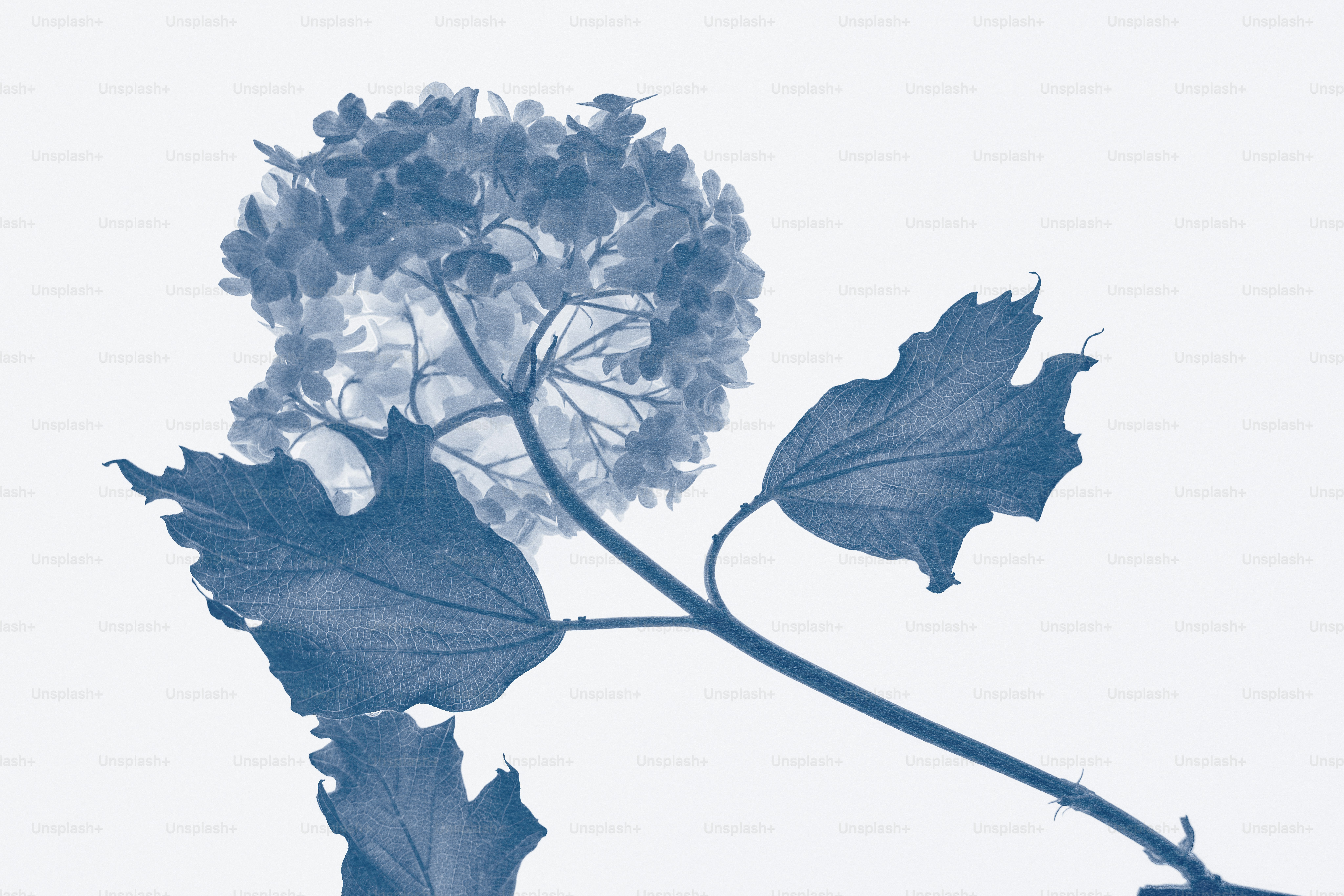 Eine blaue Blume mit grünen Blättern vor weißem Grund.