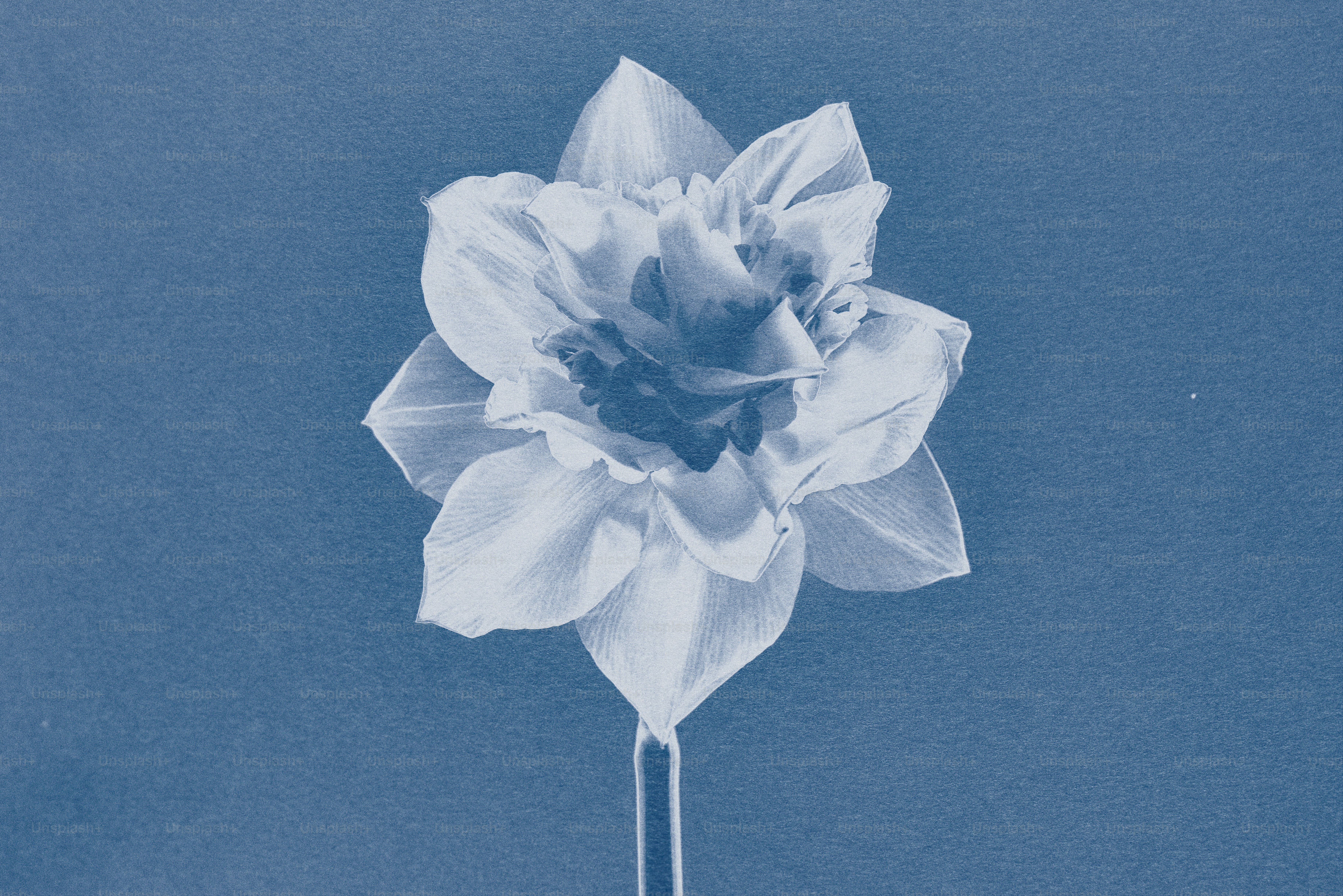 Eine einzelne Narzissenblüte vor blauem Hintergrund