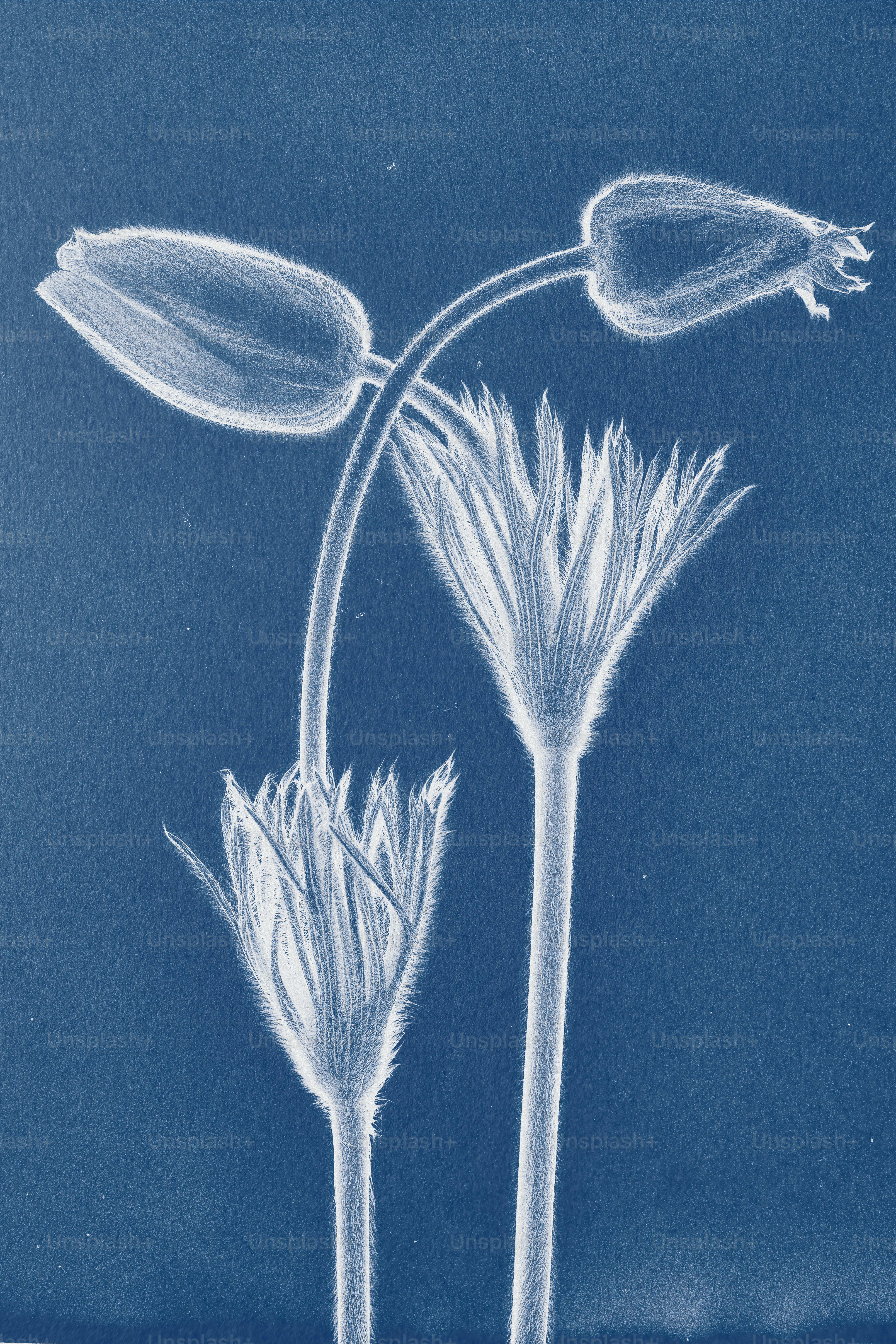 Zwei zarte Blumen vor blauem Hintergrund