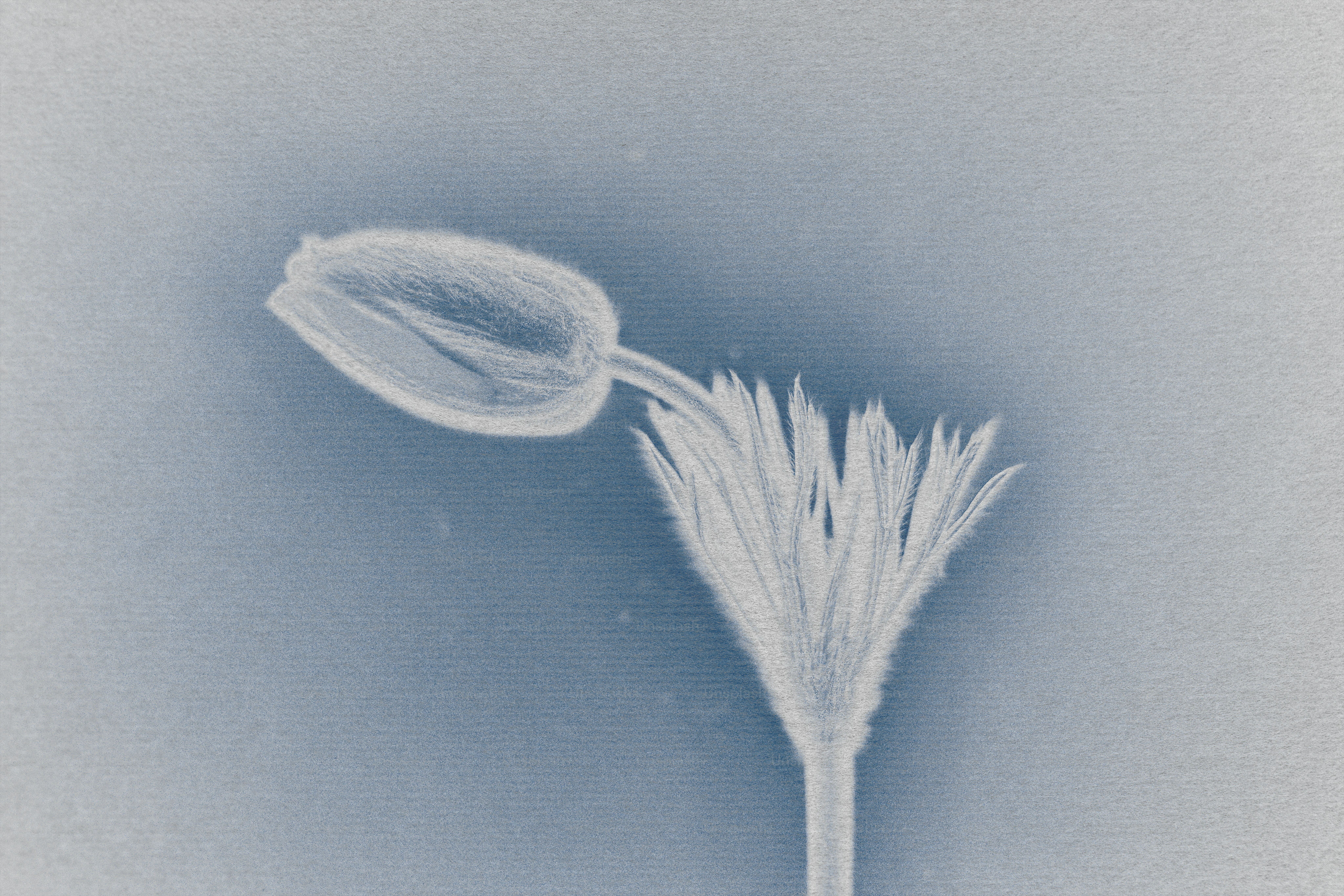 Eine Nahaufnahme einer Blütenknospe und Blütenblätter