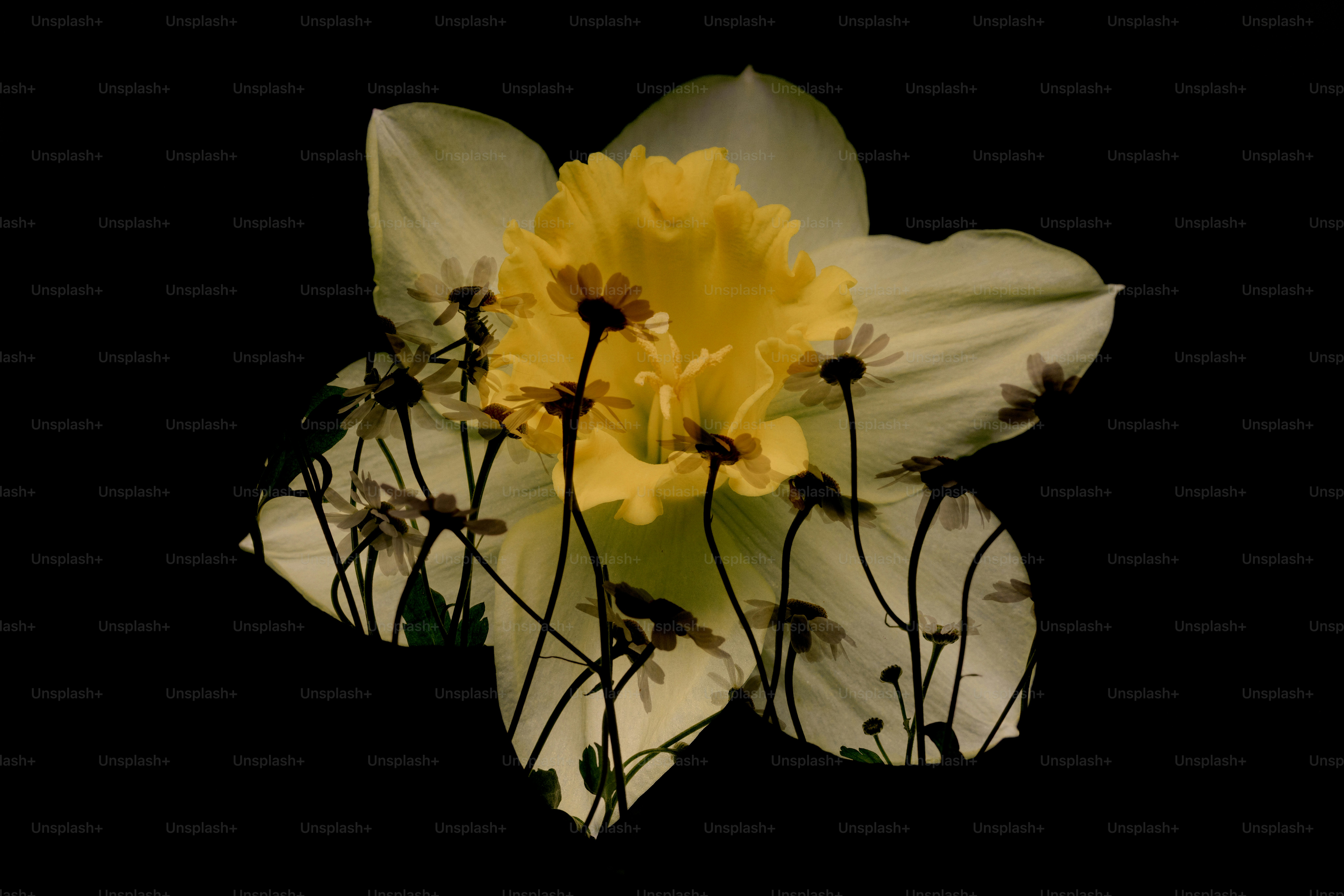 Eine Narzisse mit kleinen Blüten, die auf den Blütenblättern überlagert sind