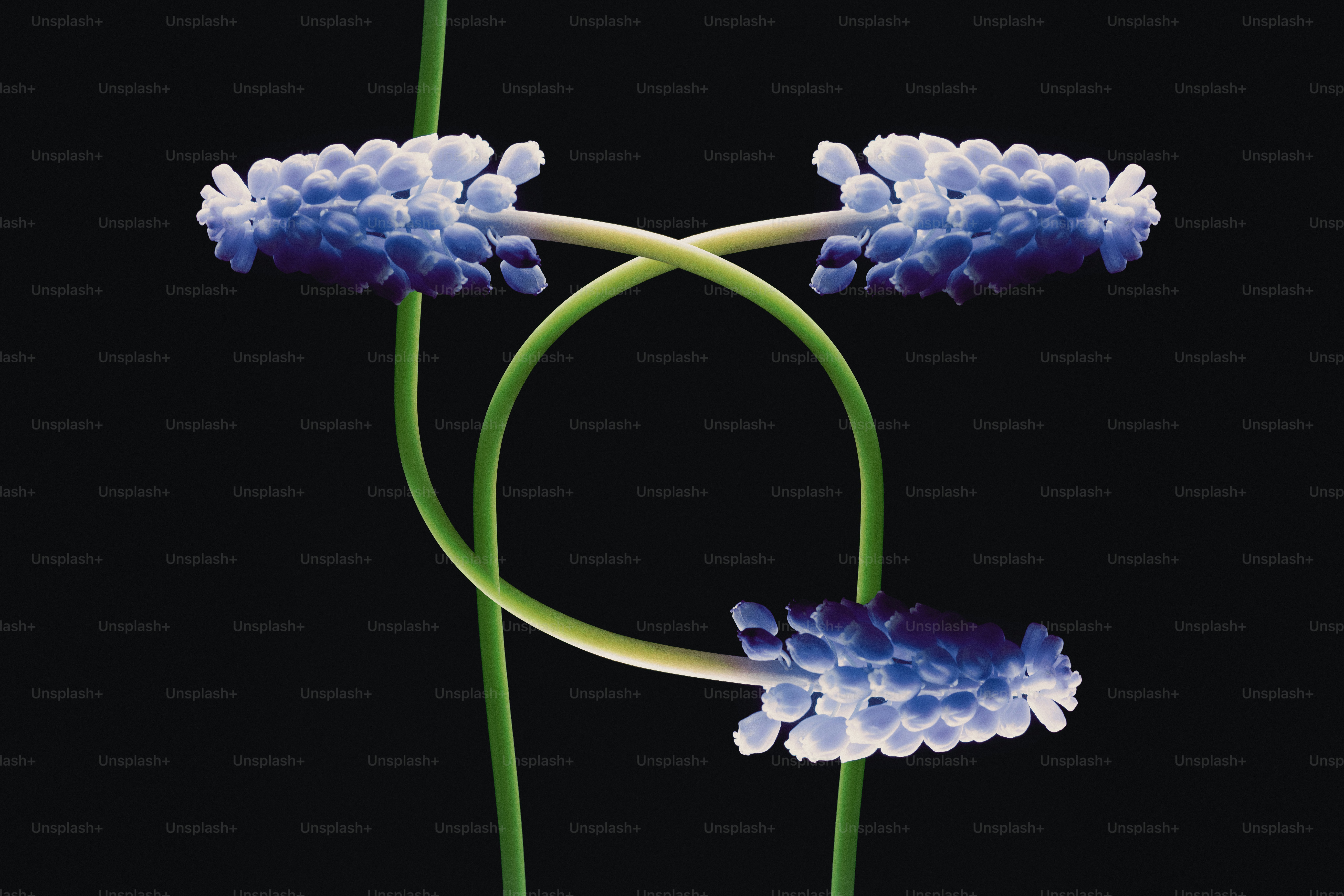 Drei blaue Muscari-Blüten auf schwarzem Hintergrund