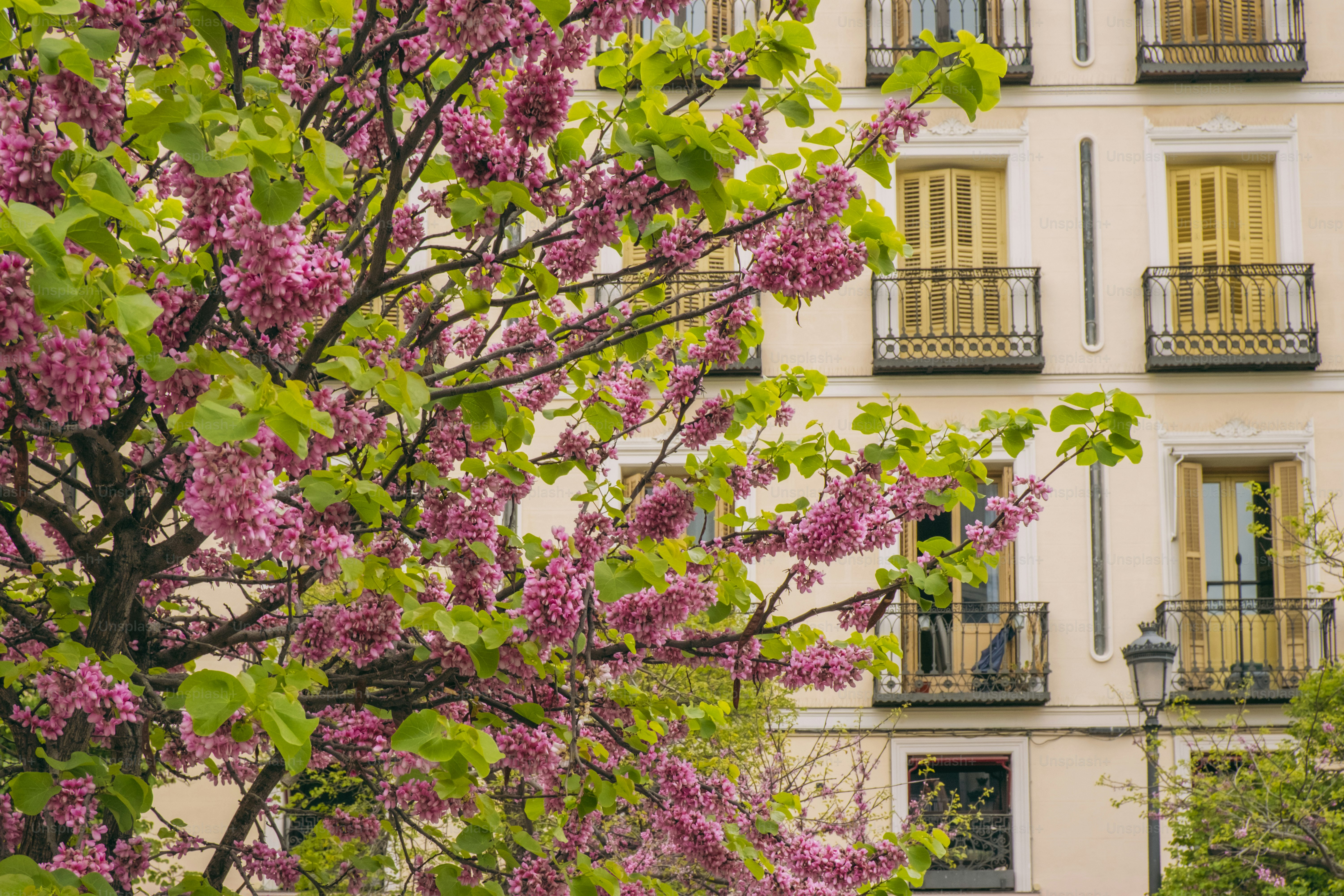 Flores rosadas florescem em uma árvore em frente a um prédio.