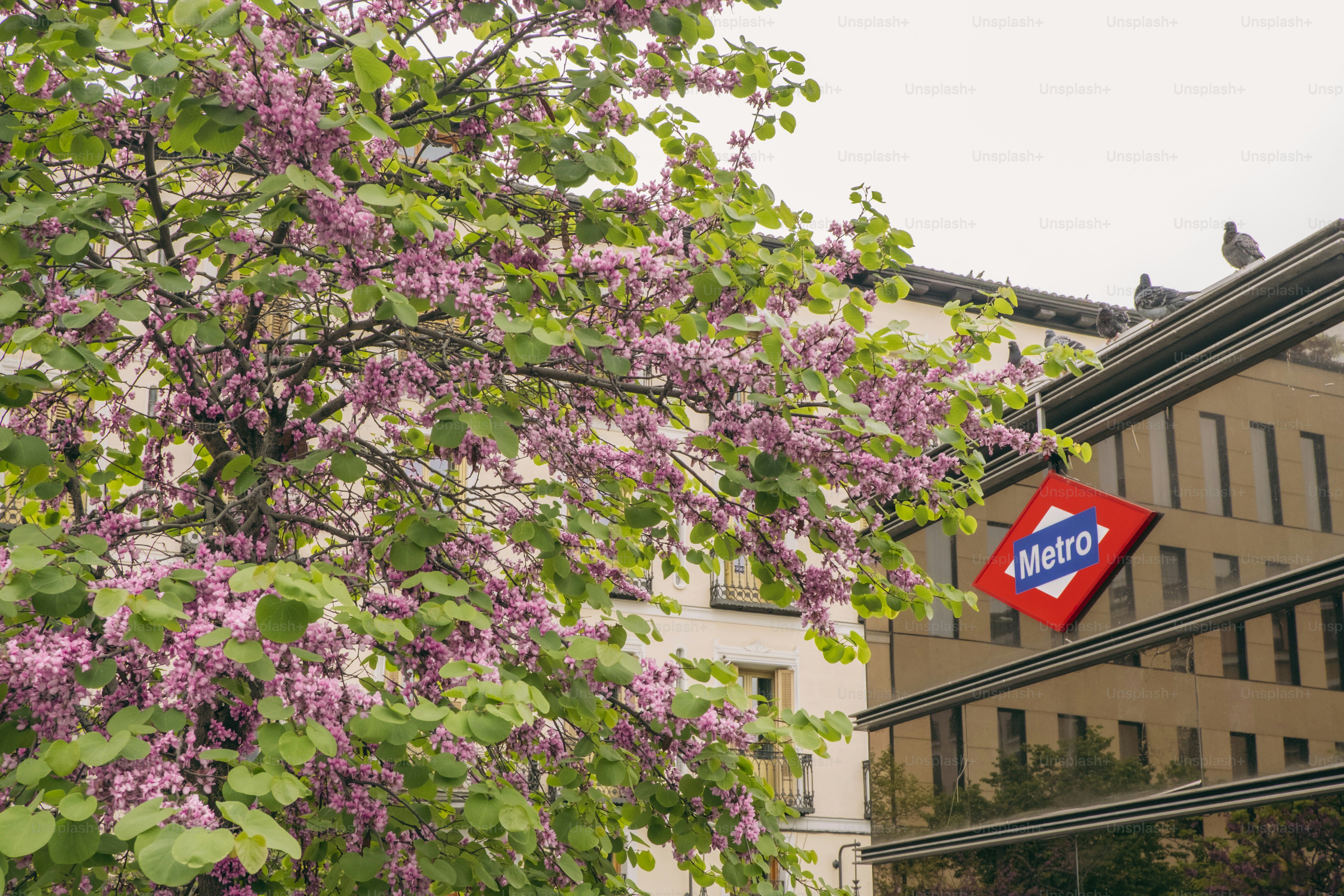 Árvore florida com uma placa de metrô ao fundo.