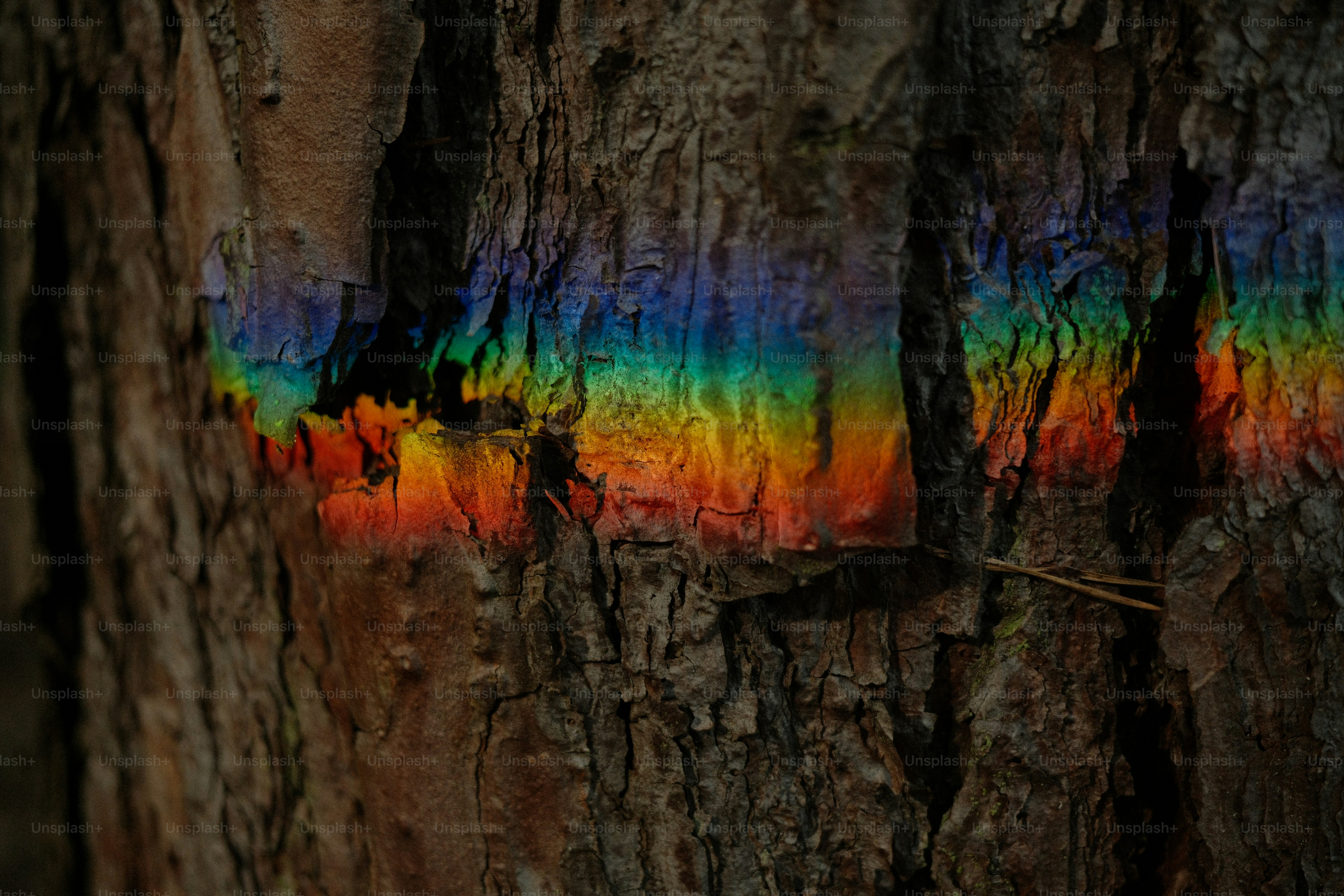 Rainbow light reflected on rough tree bark