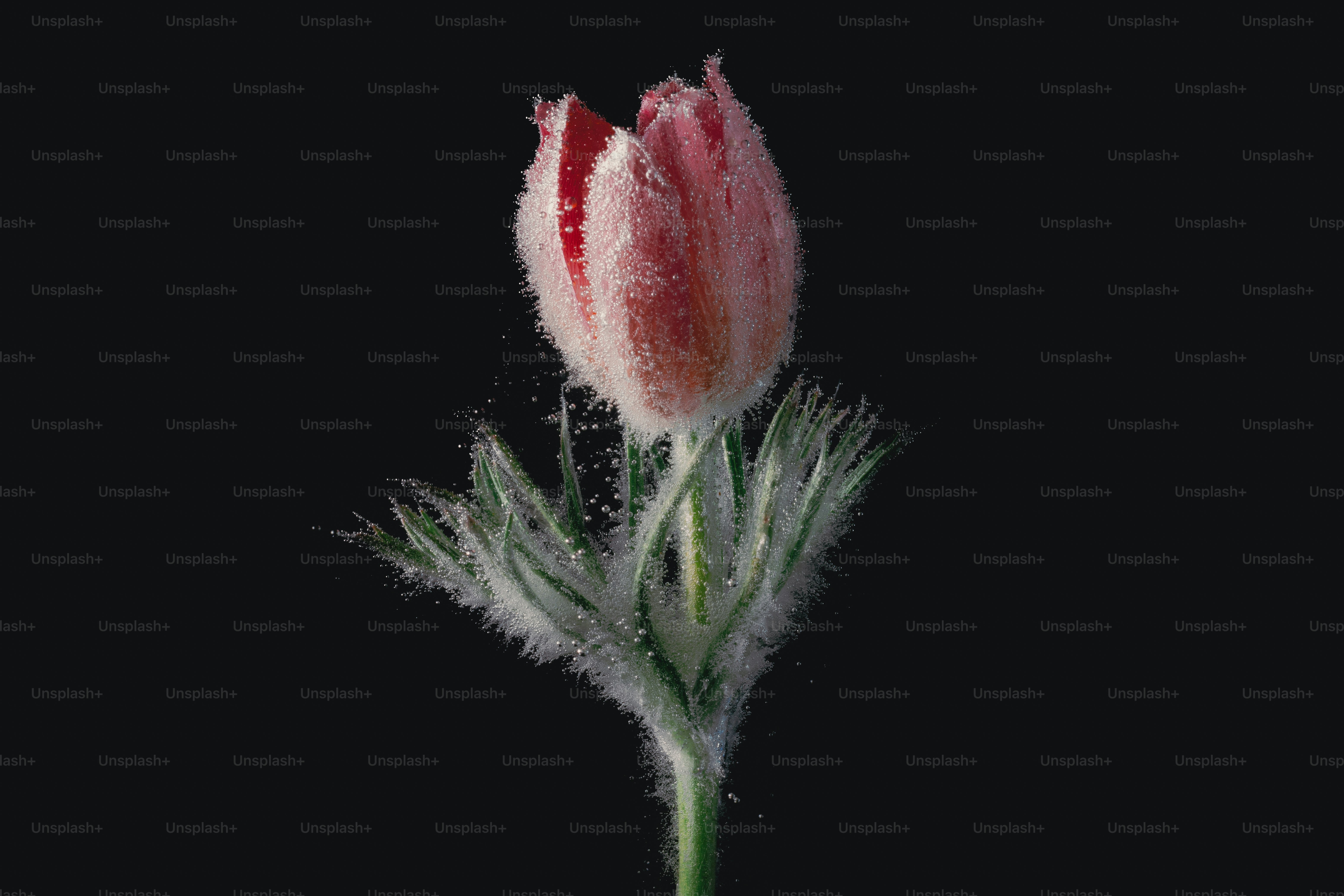 Eine zarte rosa Blume, bedeckt mit Wassertropfen.