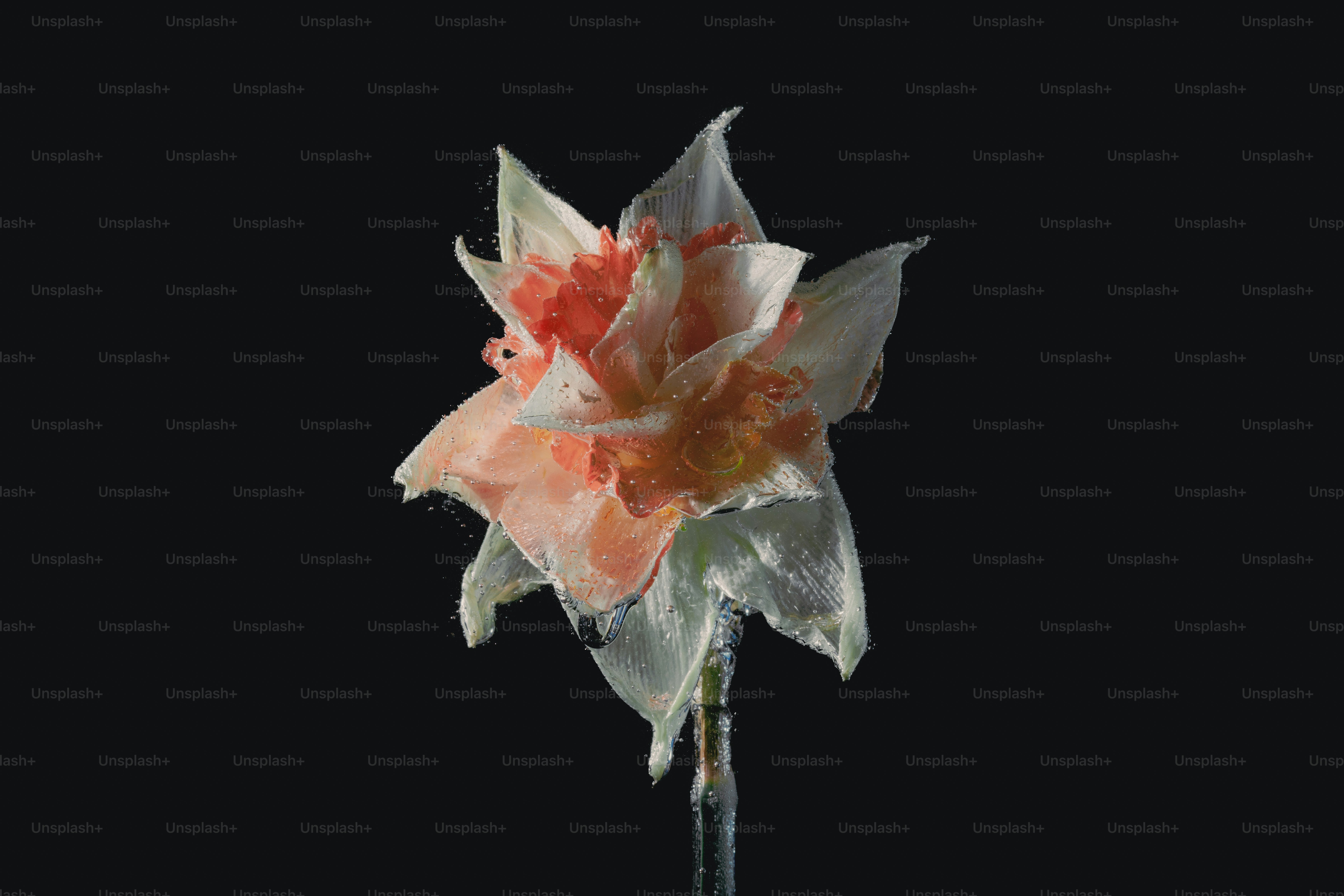 Eine zarte weiße und rosa Blume vor schwarzem Hintergrund