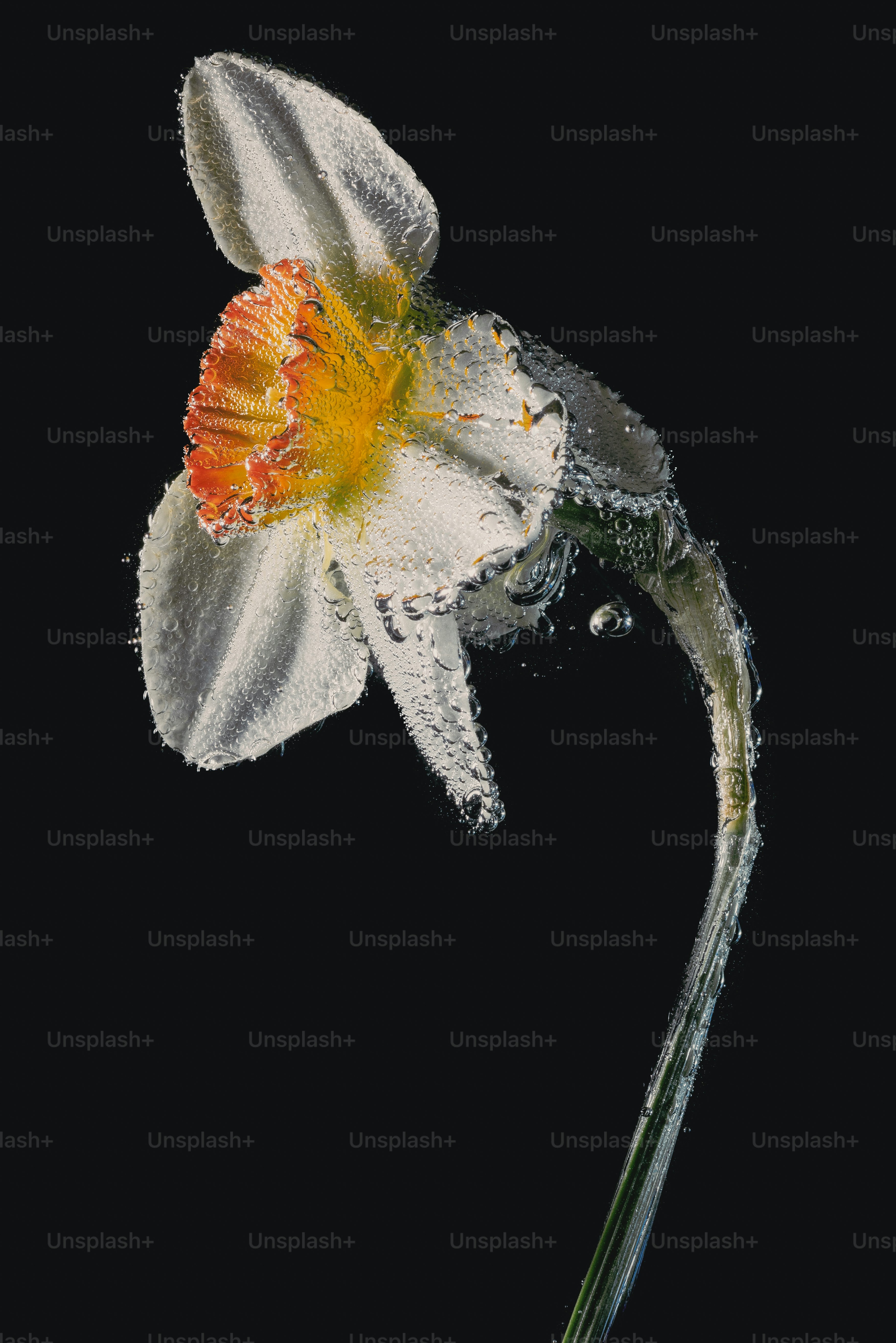 Eine weiße Narzissenblüte, die im Wasser untertaucht ist