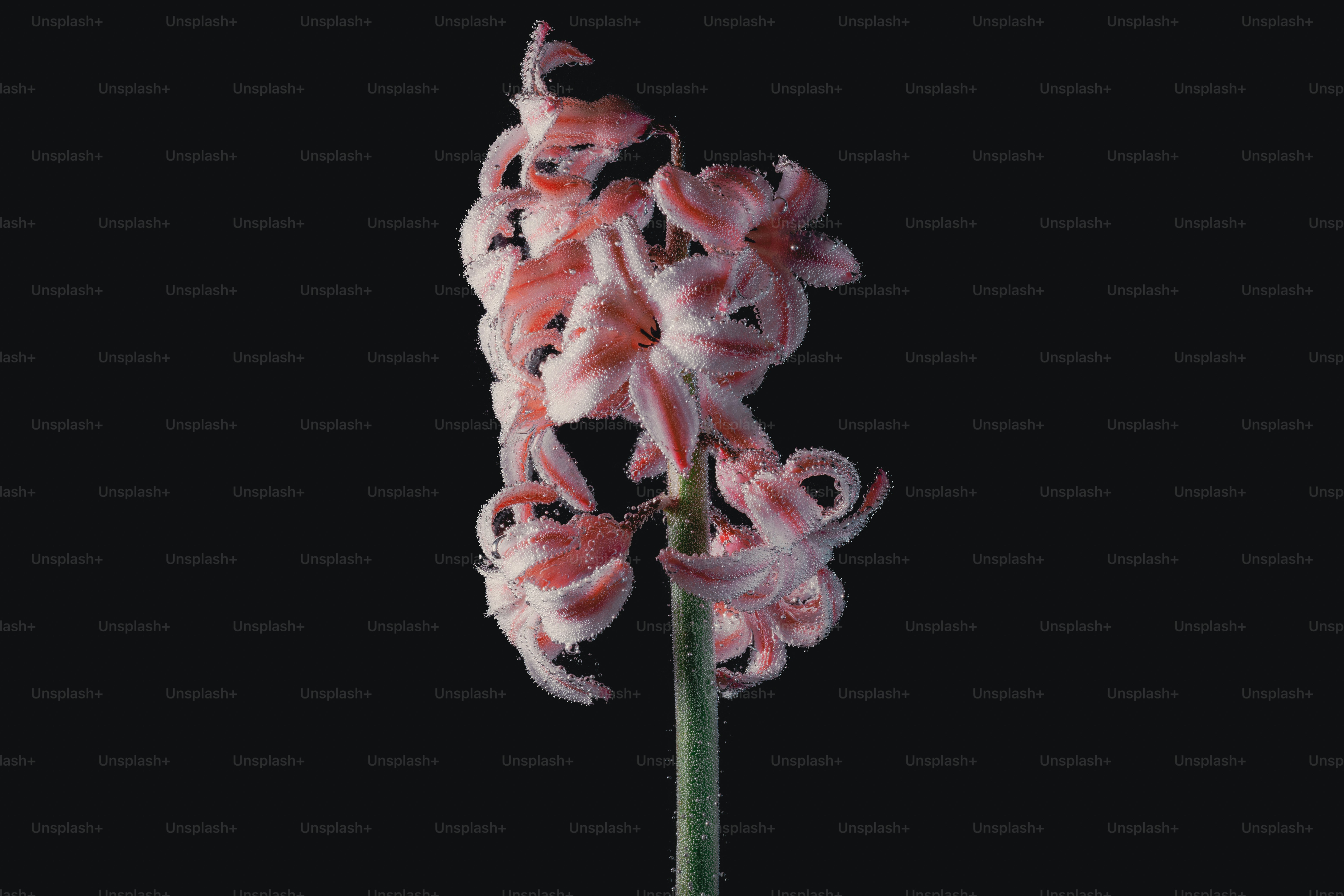 Eine zarte rosa Hyazinthenblume vor dunklem Hintergrund