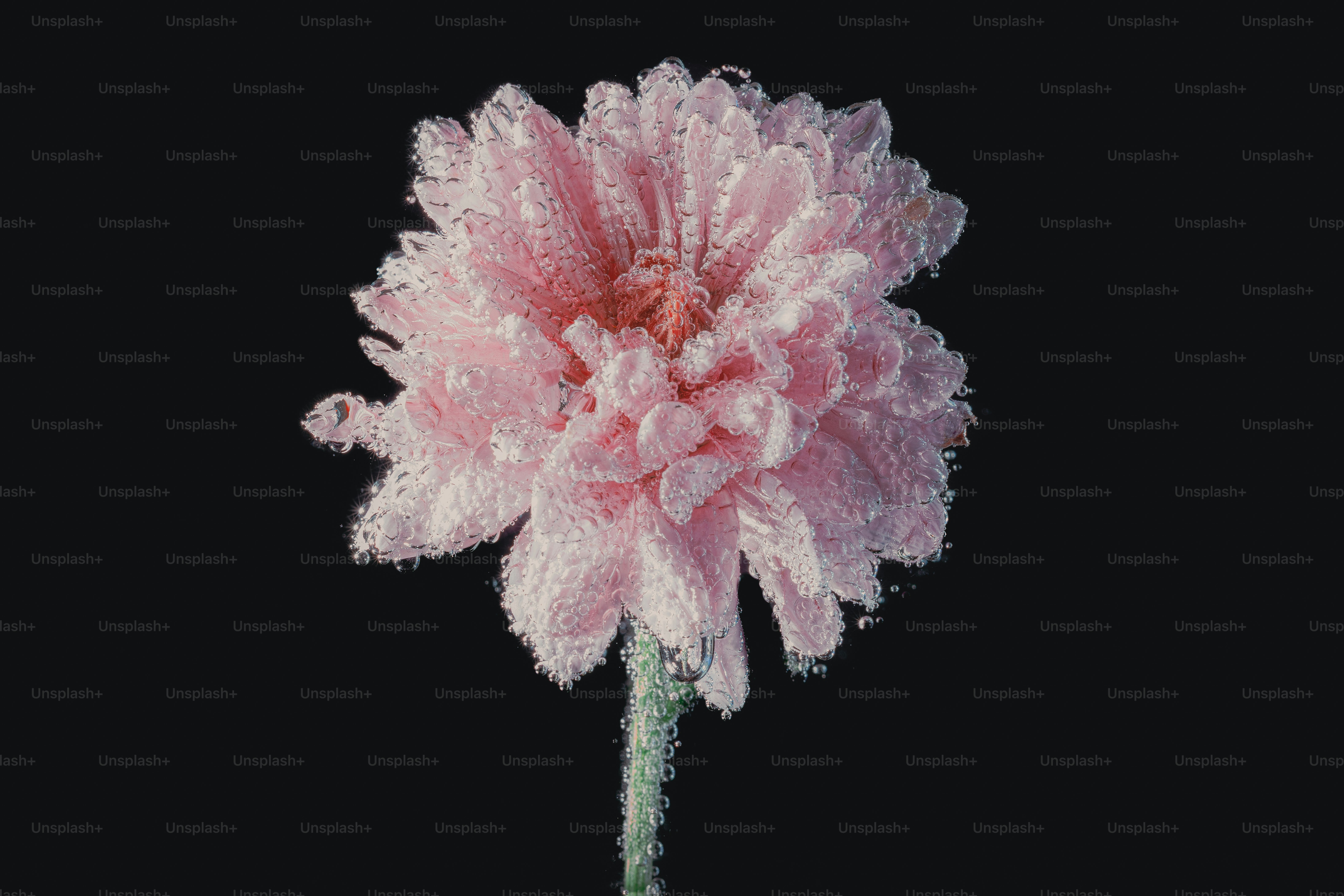 Eine zarte rosa Chrysantheme schwimmt im dunklen Wasser.