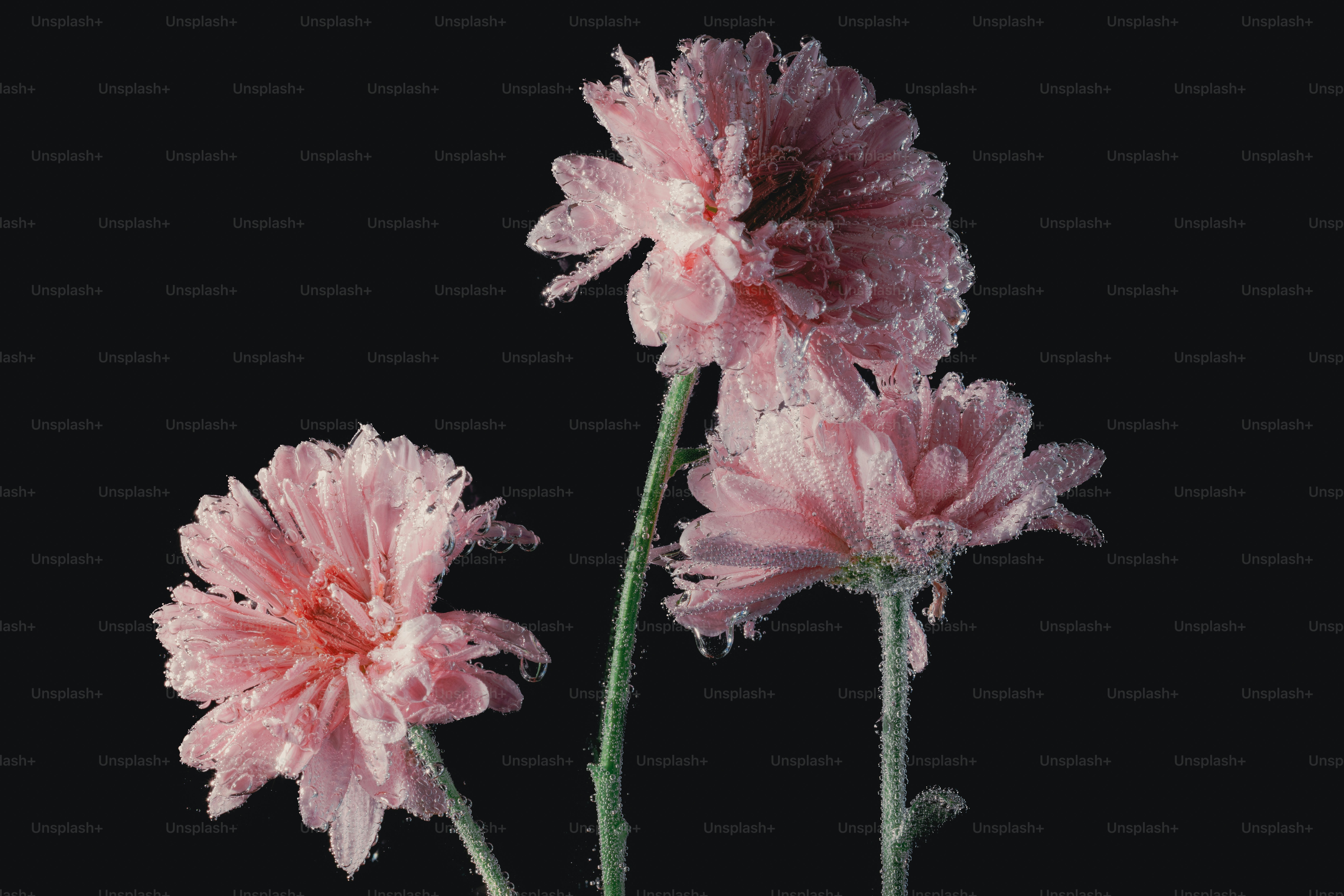 Drei zarte rosa Blüten mit Wassertropfen.