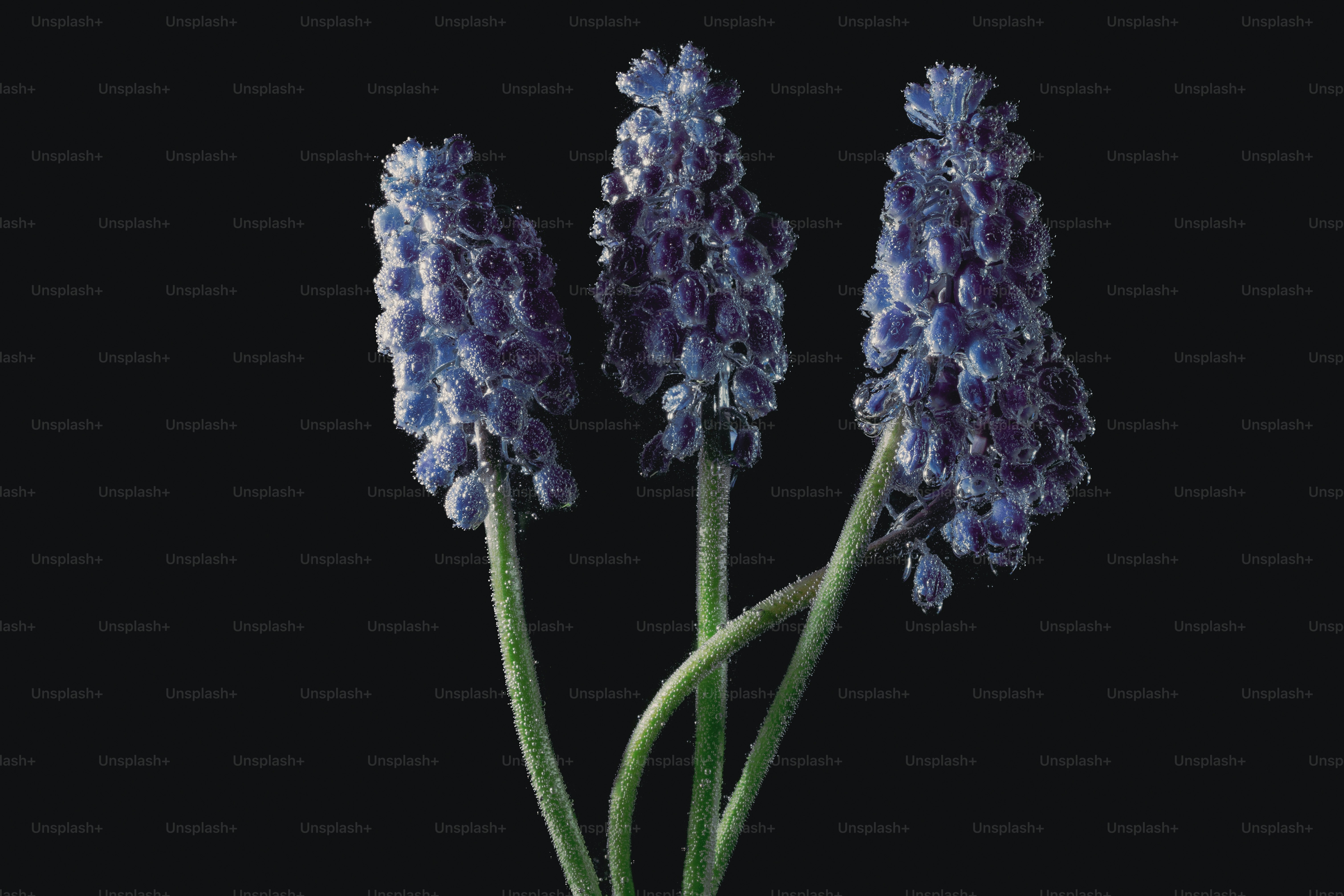 Drei violette Traubenhyazinthenblüten auf schwarzem Hintergrund