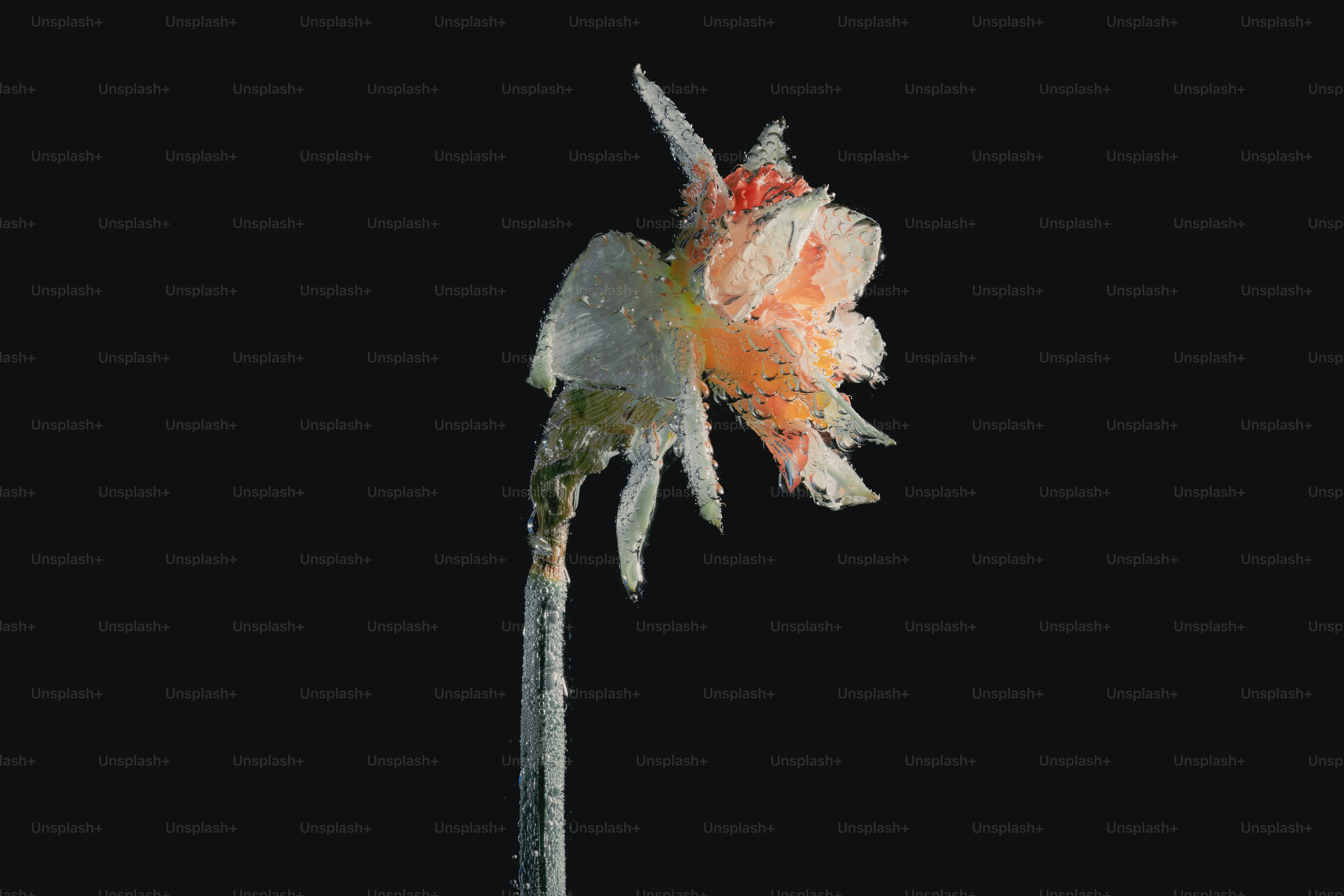 Eine zarte Blume, bedeckt mit Frost vor schwarzem Hintergrund