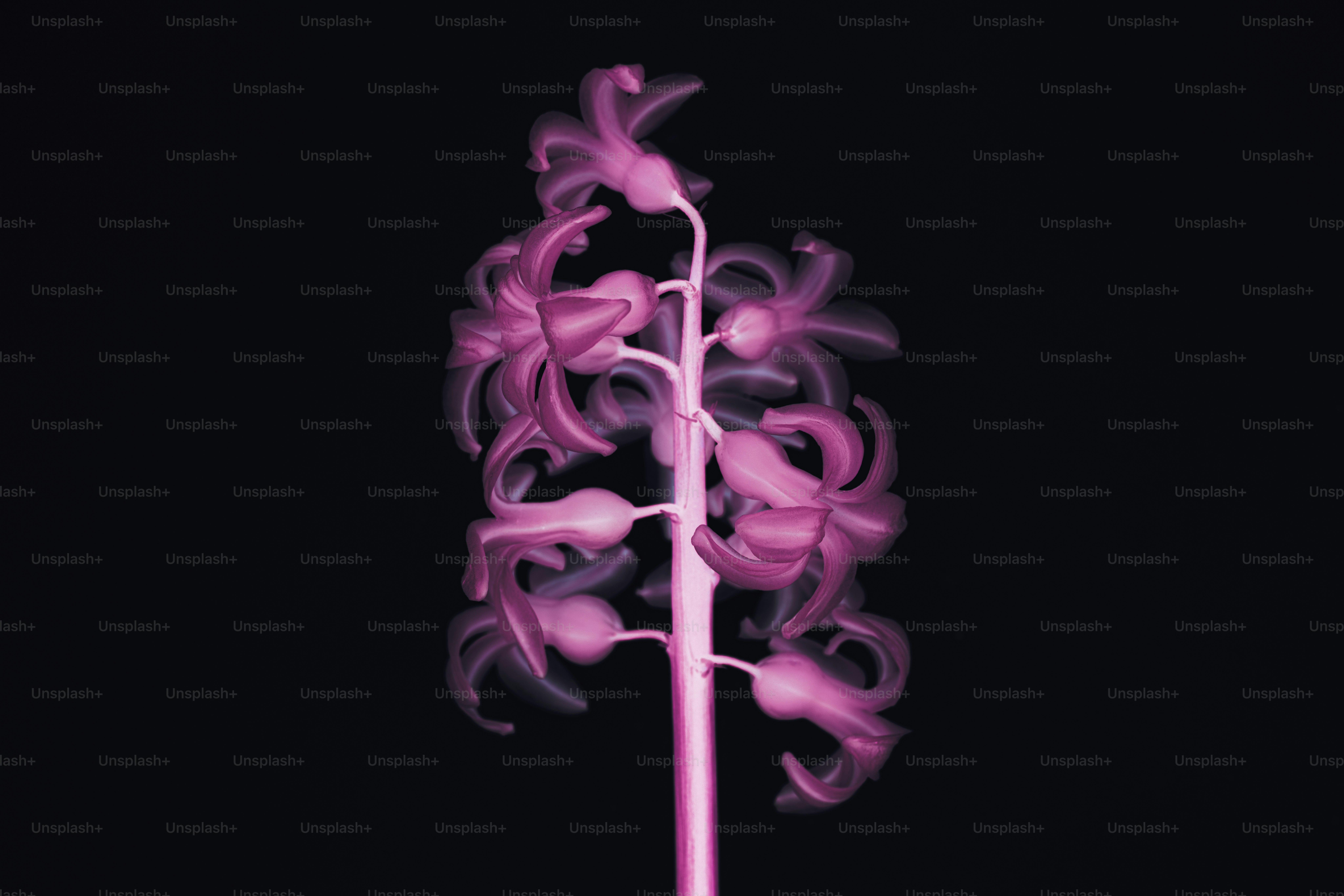 Eine einzelne rosa Hyazinthenblume auf schwarzem Hintergrund